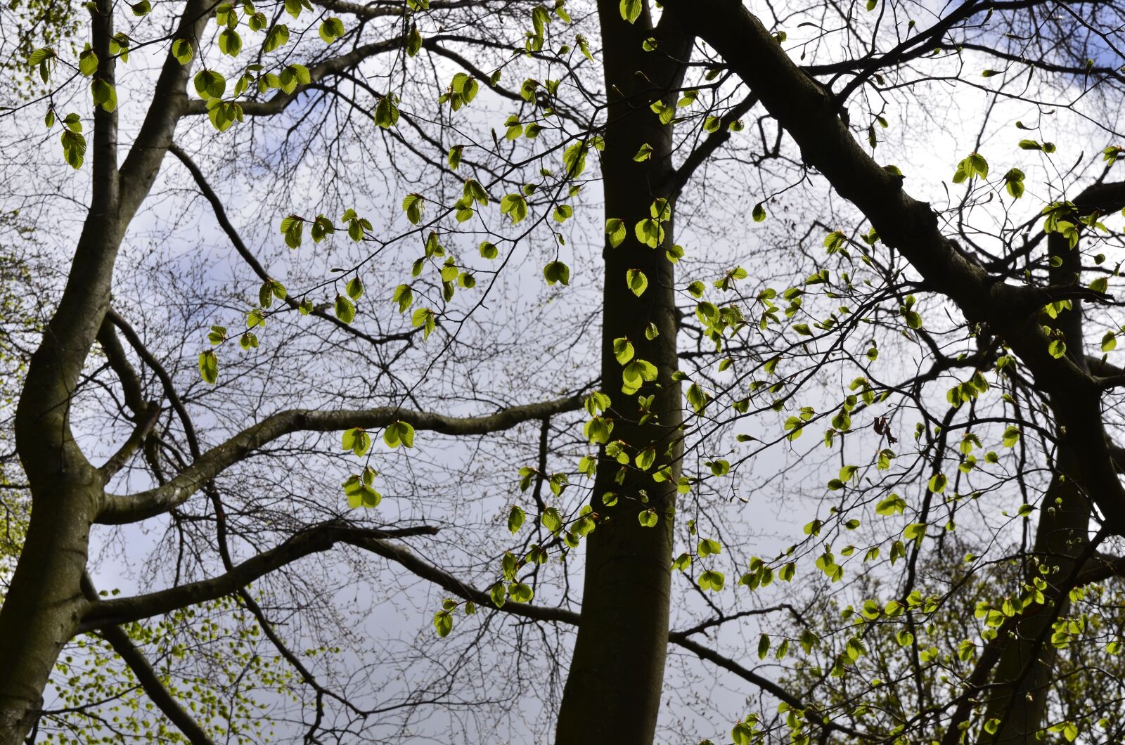 Nikon D7000 sample photo. Leaves, sky, nature photography