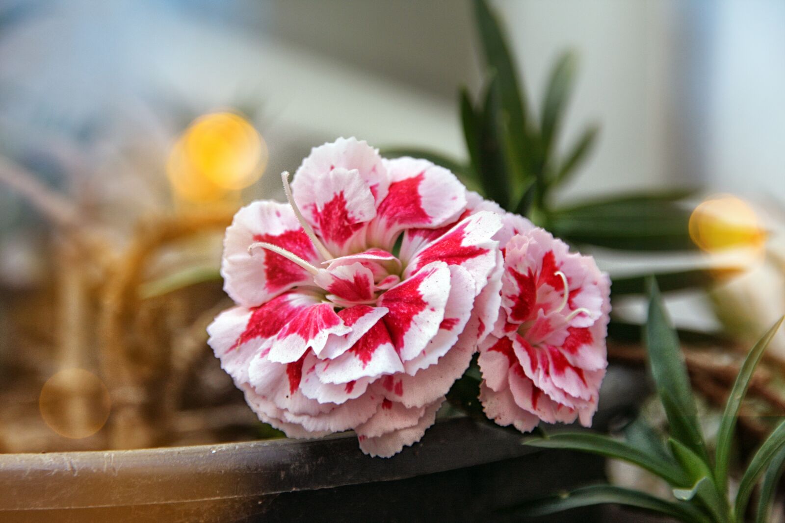 Canon EOS 40D sample photo. Flower, petals, plants photography
