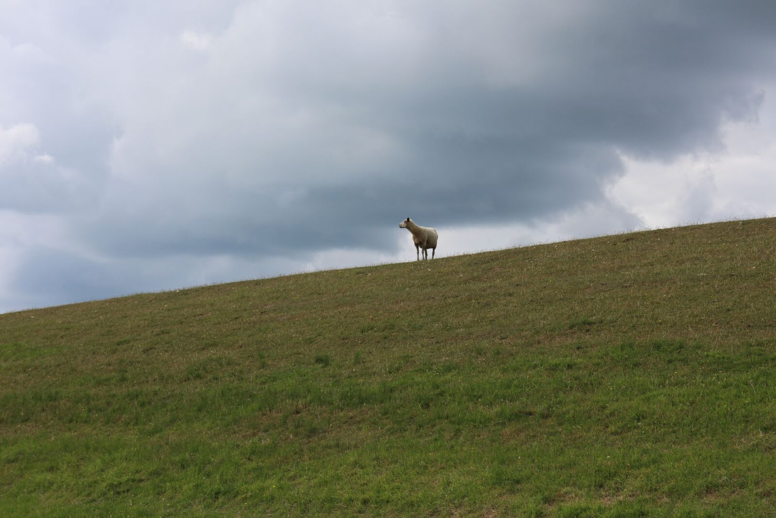 Canon EOS M sample photo. North sea, dike, sheep photography