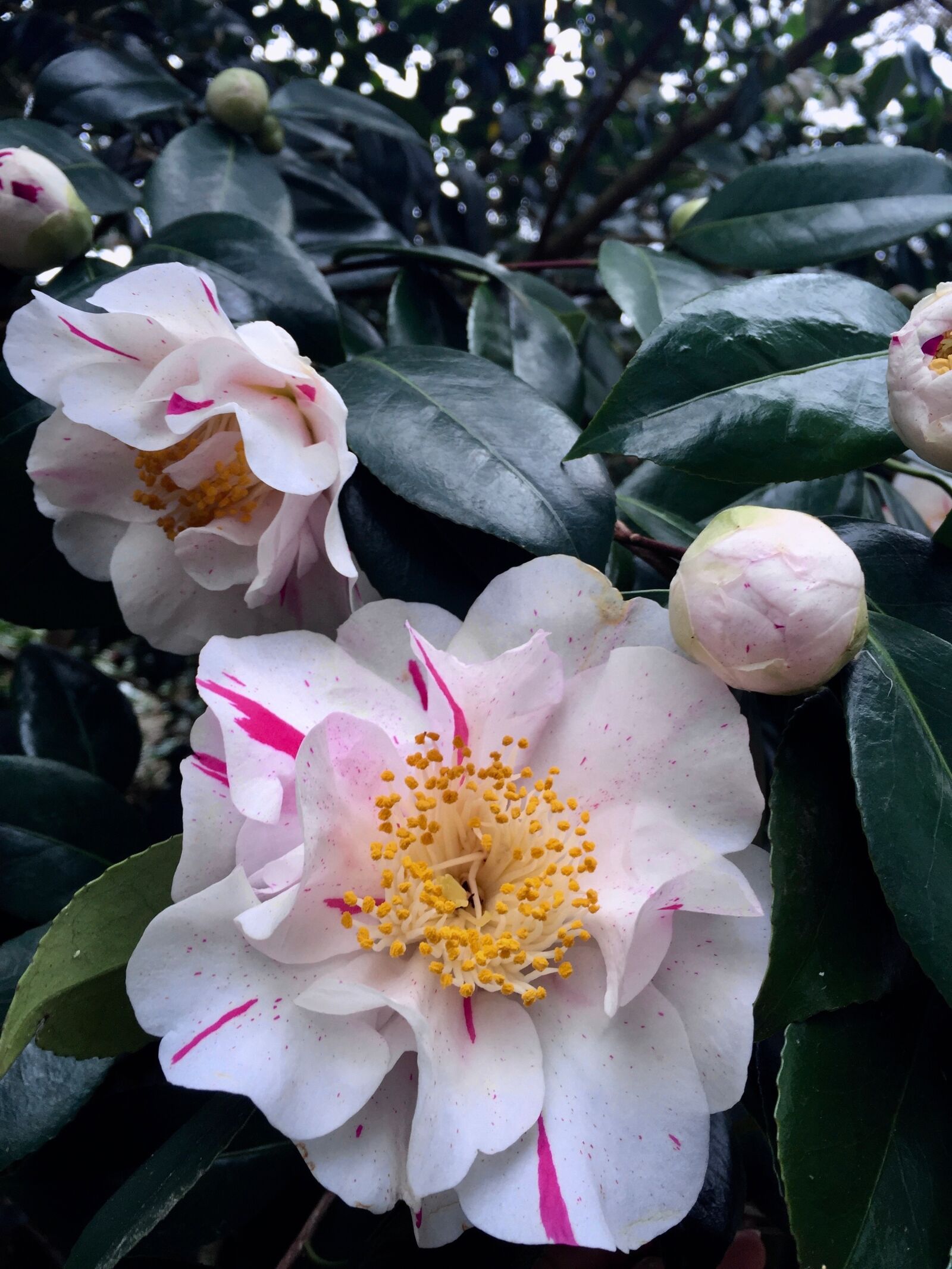 iPhone 6 Plus back camera 4.15mm f/2.2 sample photo. Camellia, flower, bush photography