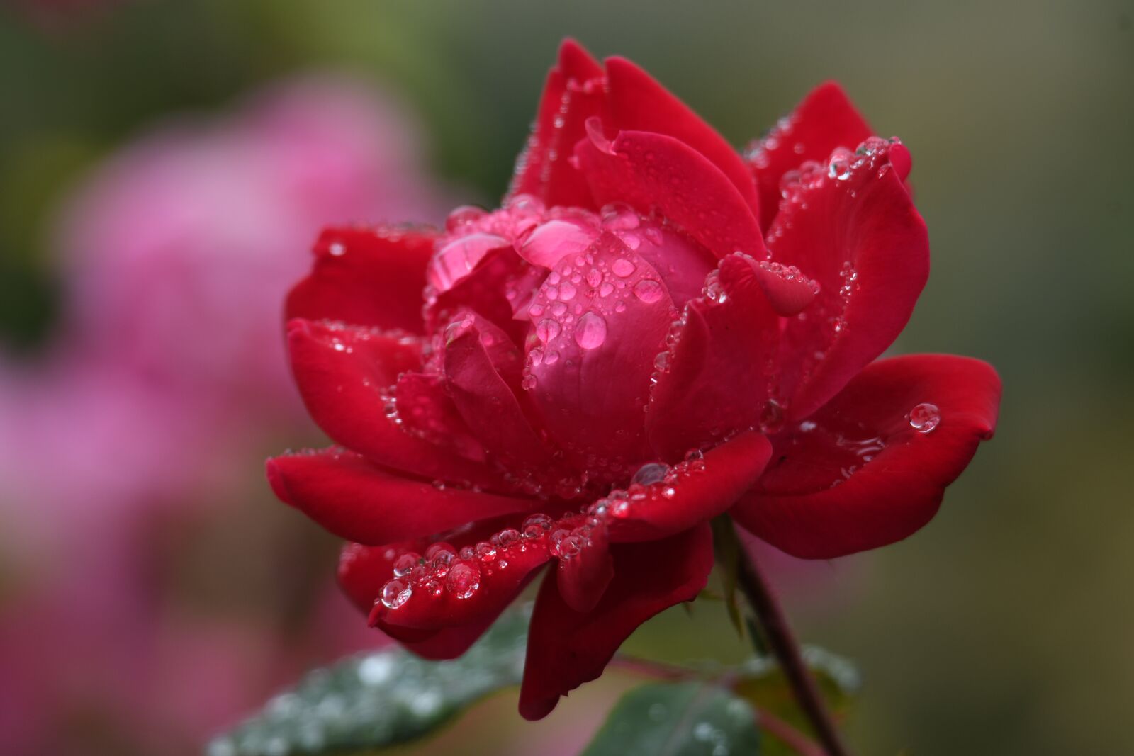 Nikon D500 sample photo. Peony, red peony, morning photography
