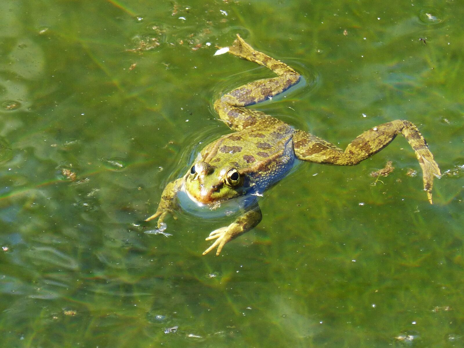 Panasonic DMC-FZ62 sample photo. Frog, raft, water photography