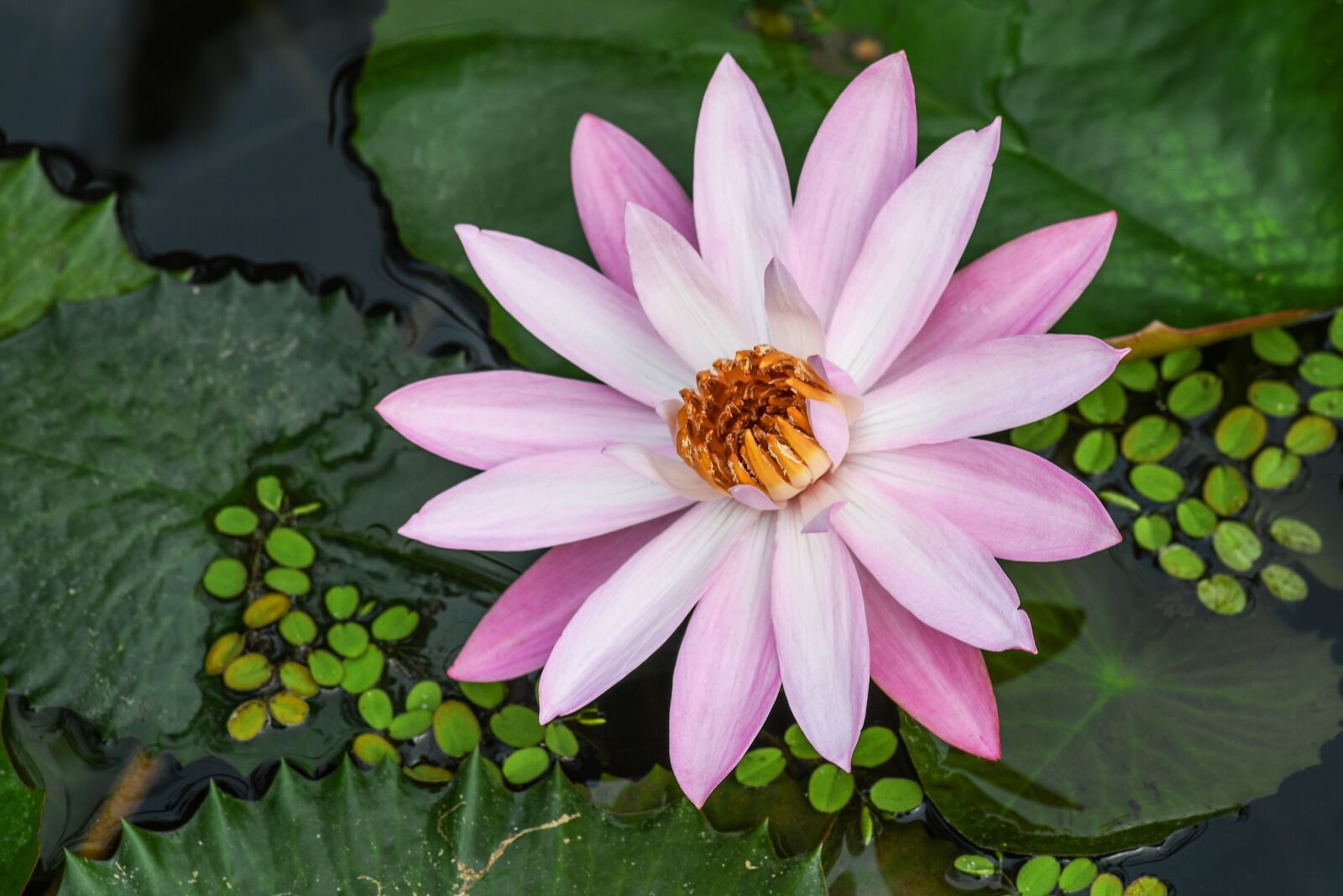 Tokina AT-X Pro 100mm F2.8 Macro sample photo. Flower of water-lily, aquatic photography
