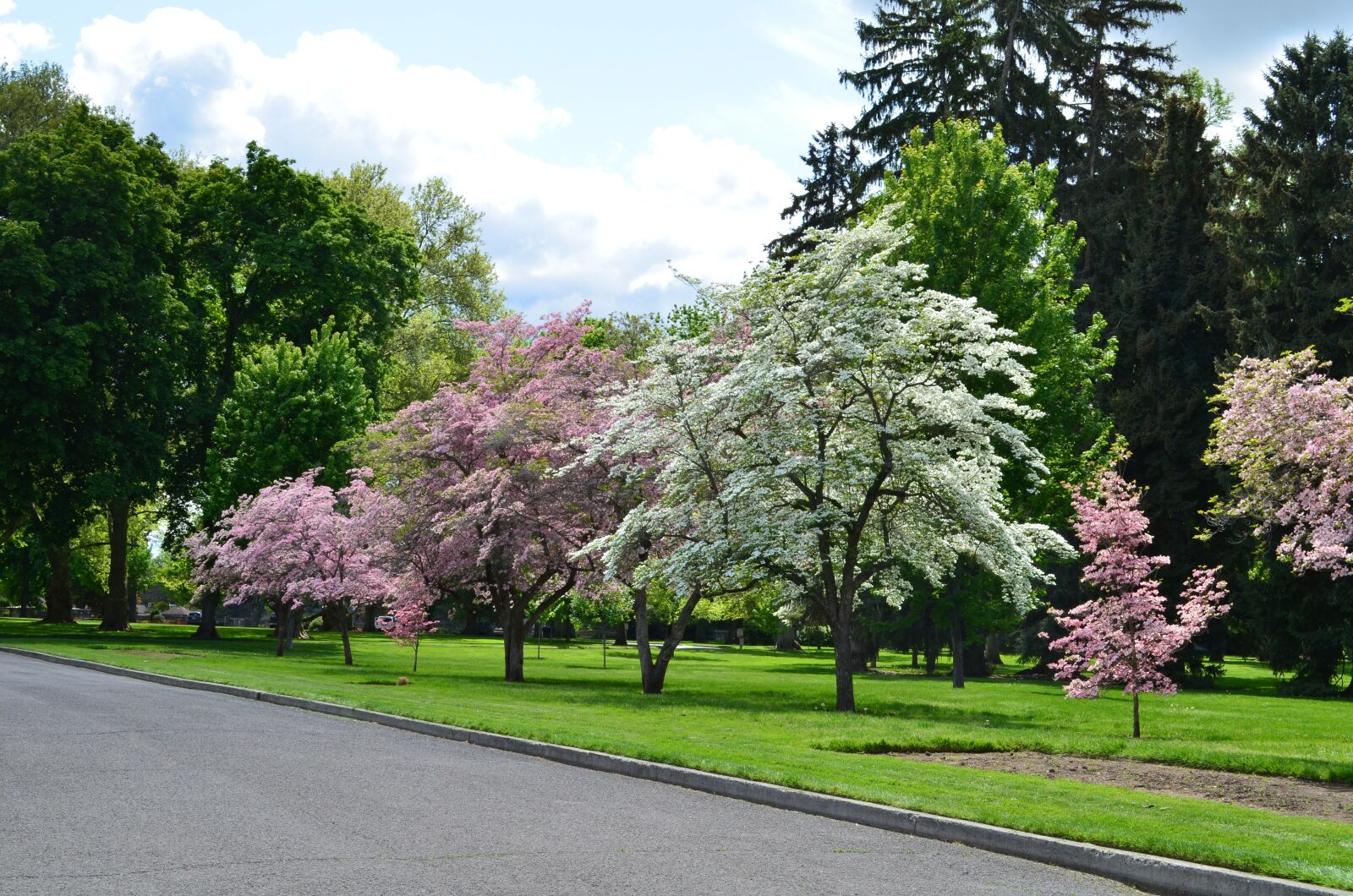 Nikon D5100 sample photo. Blossoms, pioneer park, park photography