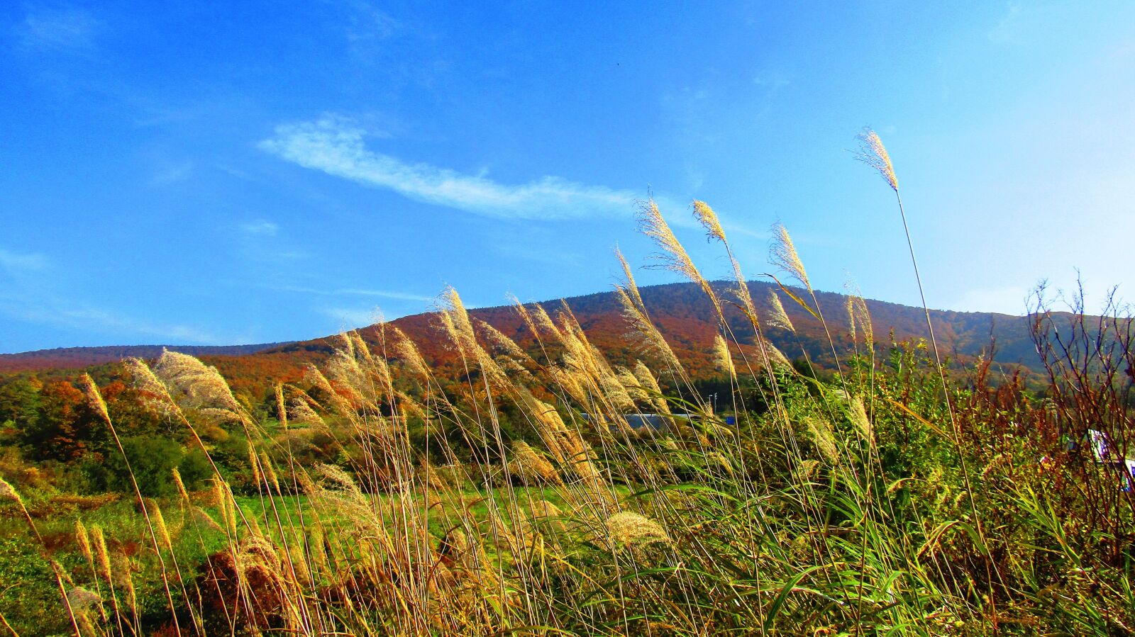 Canon PowerShot SX410 IS sample photo. Fall of japan, blue photography