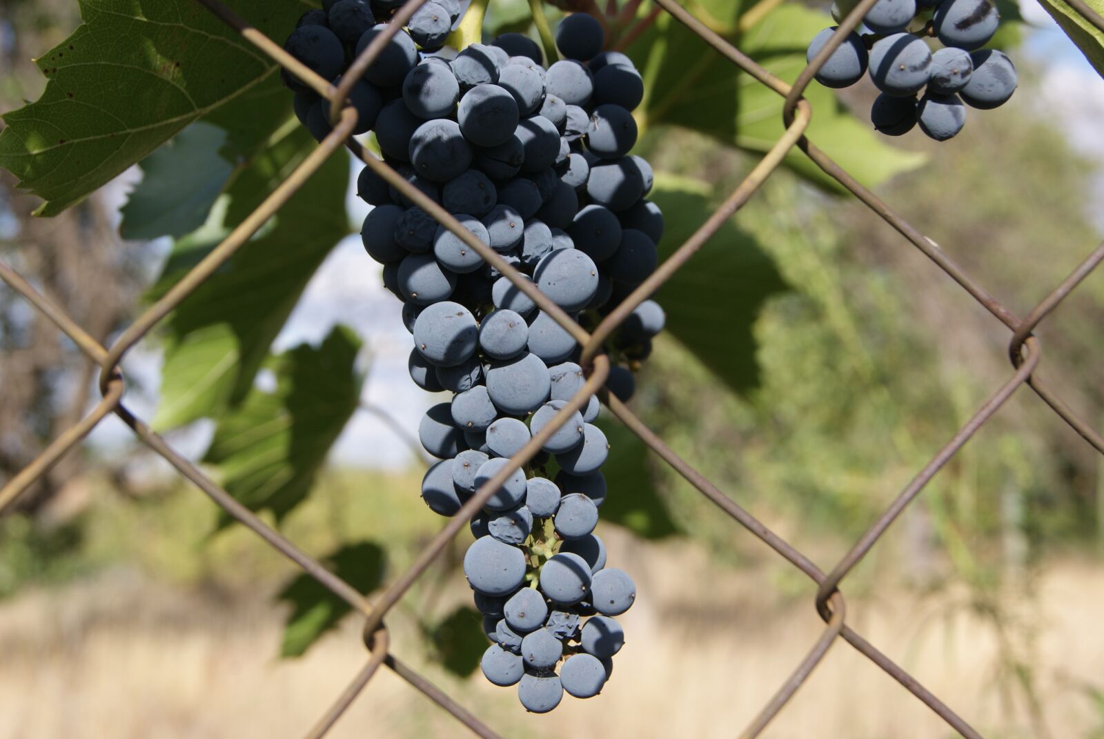 Sony Alpha DSLR-A230 sample photo. Grapes, berry, harvest photography
