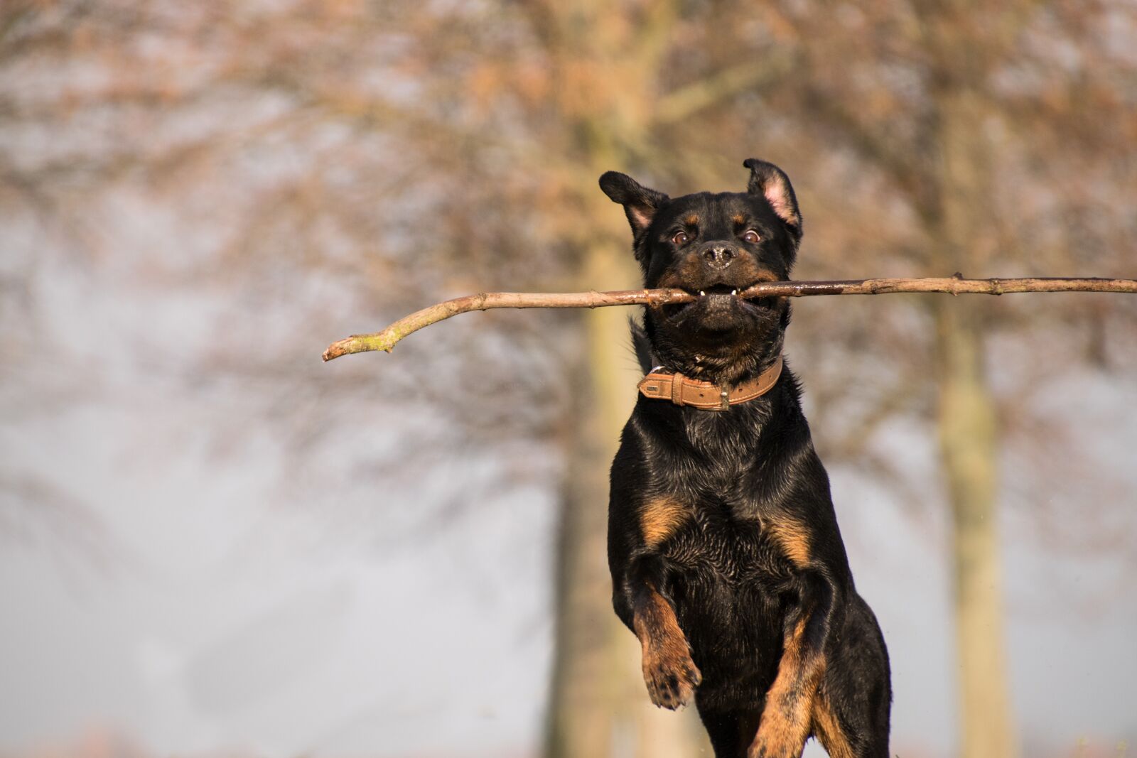 Nikon D3300 sample photo. Nature, animal, rottweiler photography
