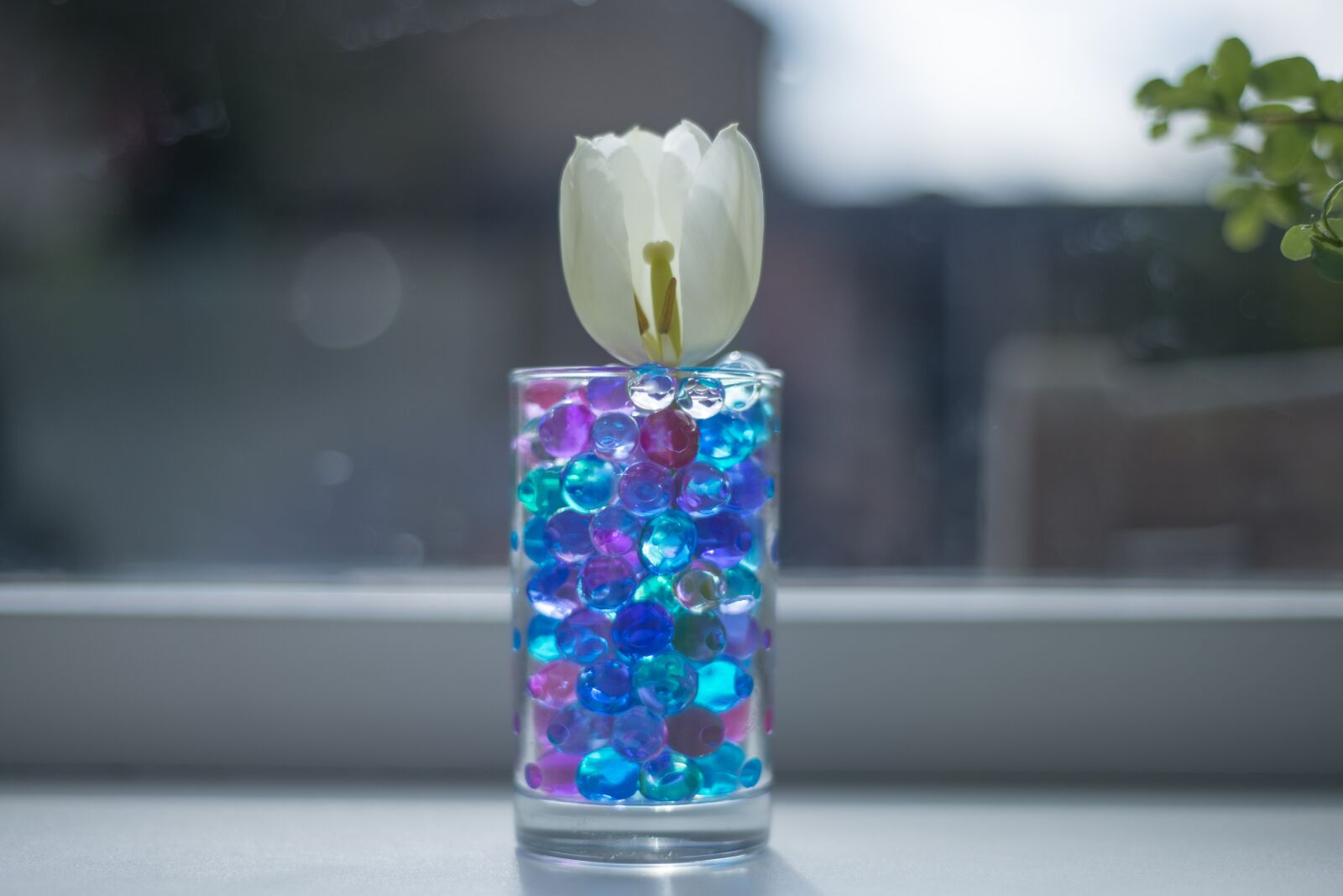 Nikon D600 sample photo. Tulip, pebbles, glass photography