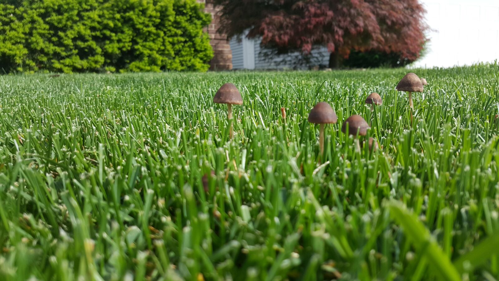 Samsung GALAXY S6 edge sample photo. Mushrooms, grass, outdoor photography