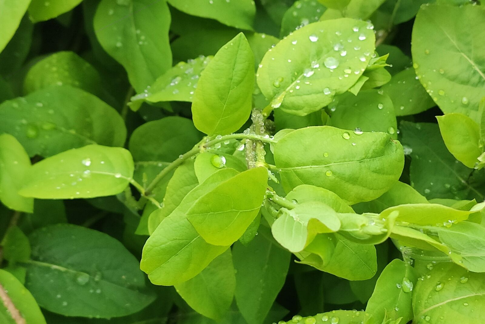 Xiaomi Mi 9T sample photo. Leaves, green, nature photography