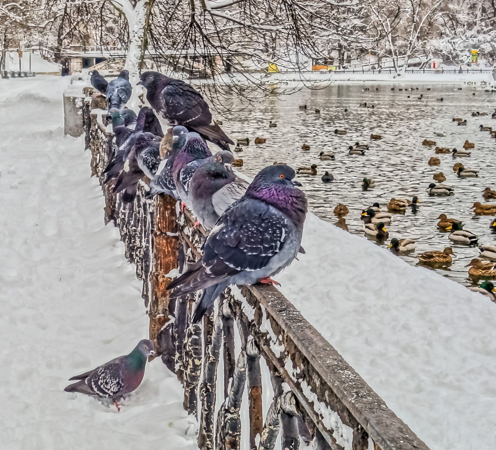 Sony Cyber-shot DSC-RX100 sample photo. Bird, winter, pen photography