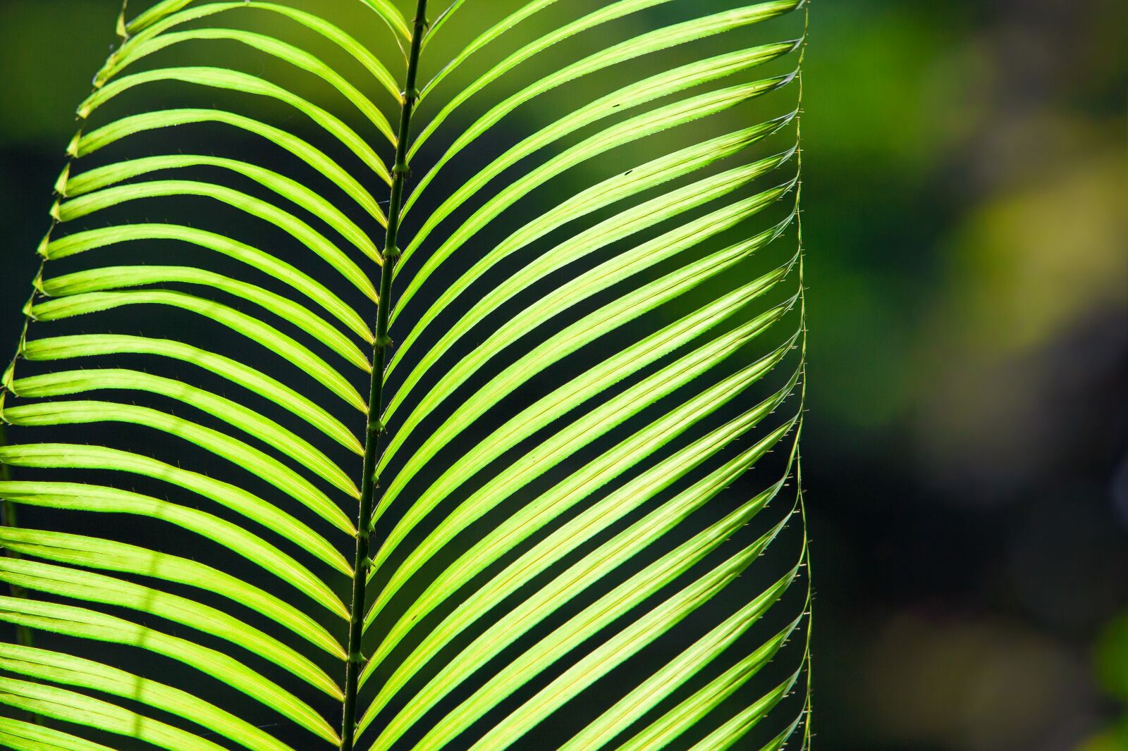 Canon EOS 5D Mark II sample photo. Plant, leaf, rainforest photography