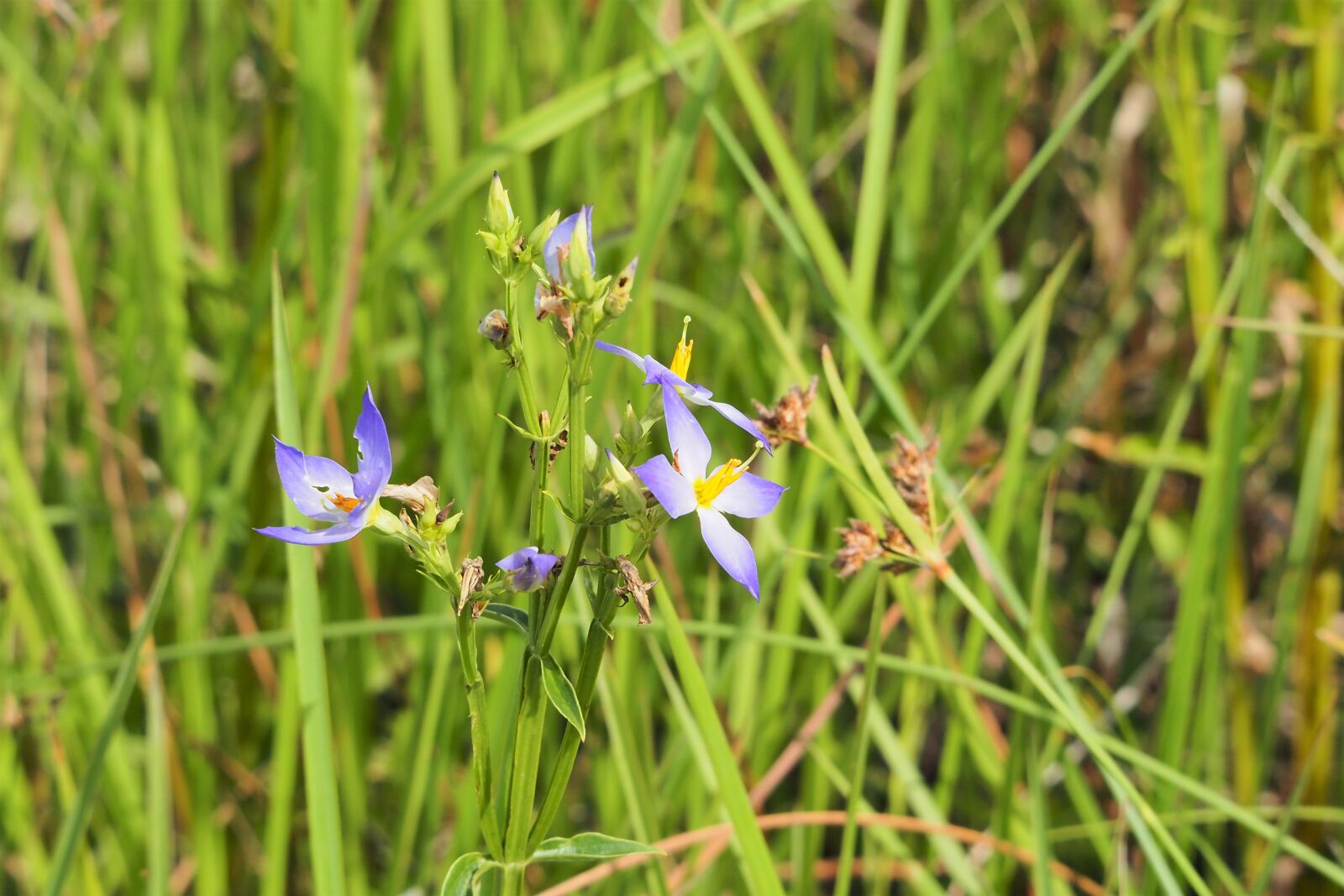 Olympus OM-D E-M1 sample photo. Nature, flora, grass photography