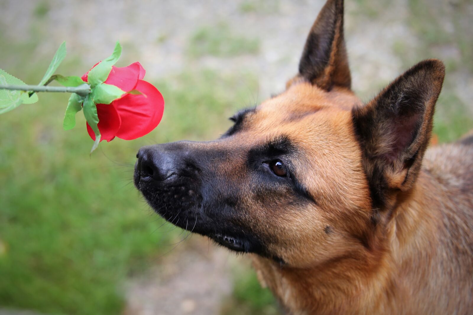Canon EOS 6D sample photo. Red rose, dog, love photography
