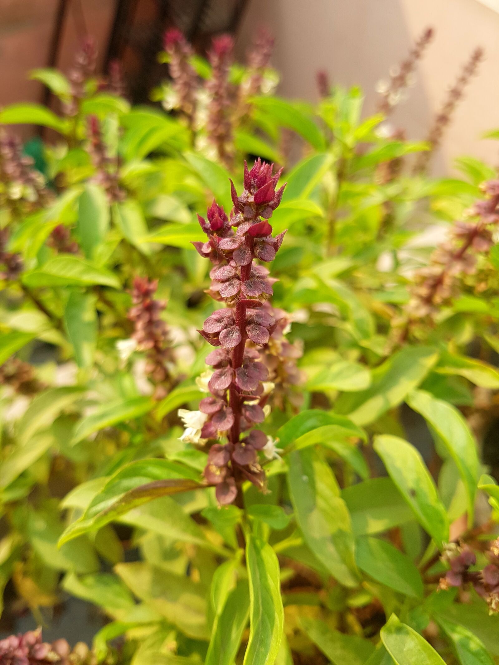 Samsung Galaxy S7 sample photo. Ocimum, tenuiflorum photography