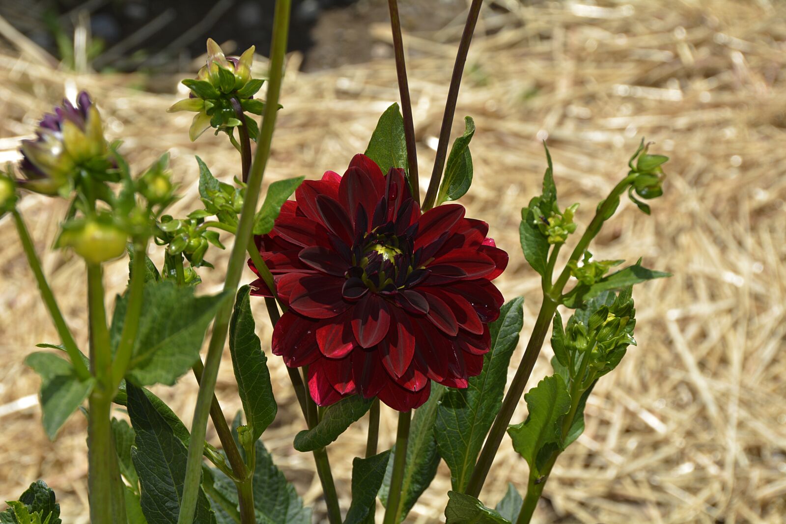 Nikon D7100 sample photo. Dahlia, flower, blossom photography