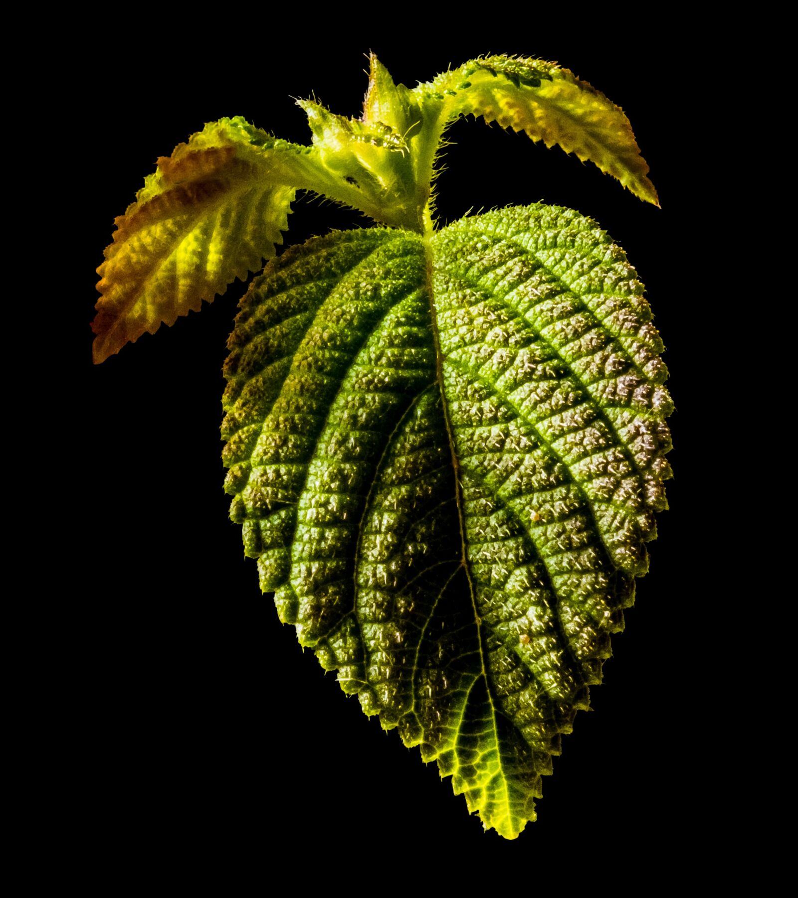 Fujifilm X-S1 sample photo. Leaf, green leaf, leaves photography