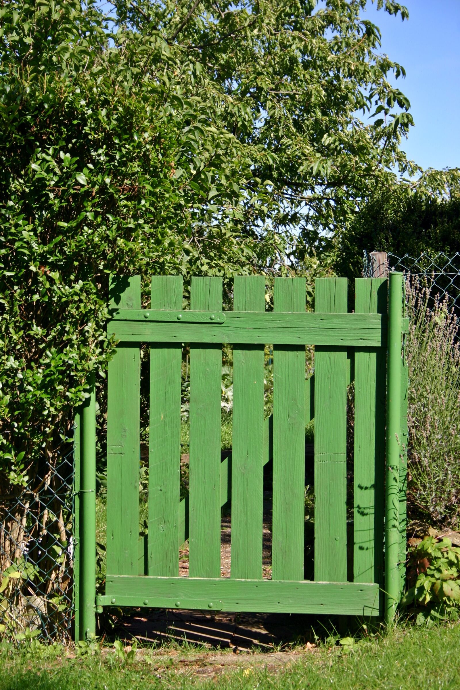 Canon EOS 300D (EOS Digital Rebel / EOS Kiss Digital) sample photo. Garden, allotment, garden gate photography