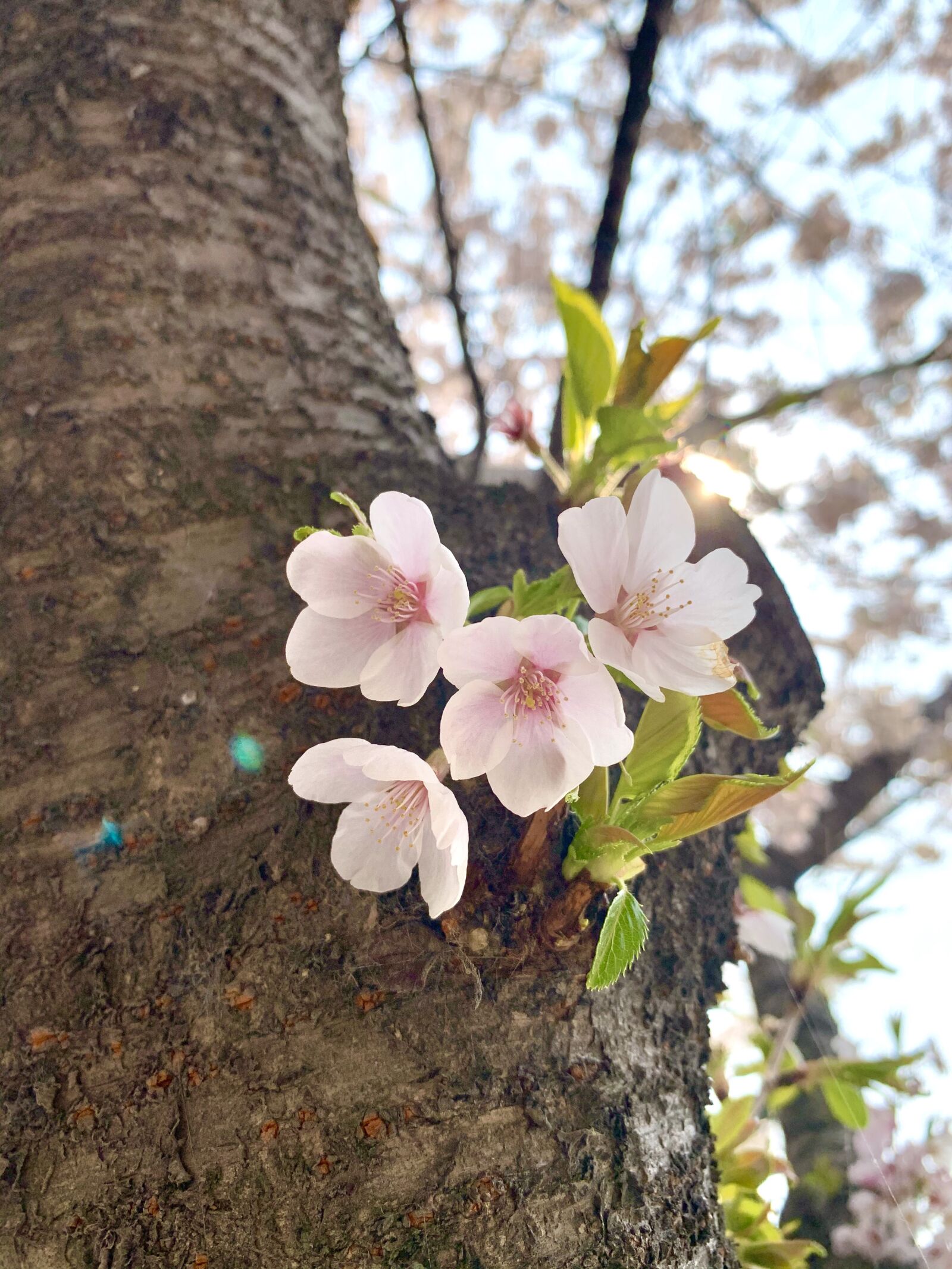 Apple iPhone XS sample photo. Flowers, spring flowers, cherry photography