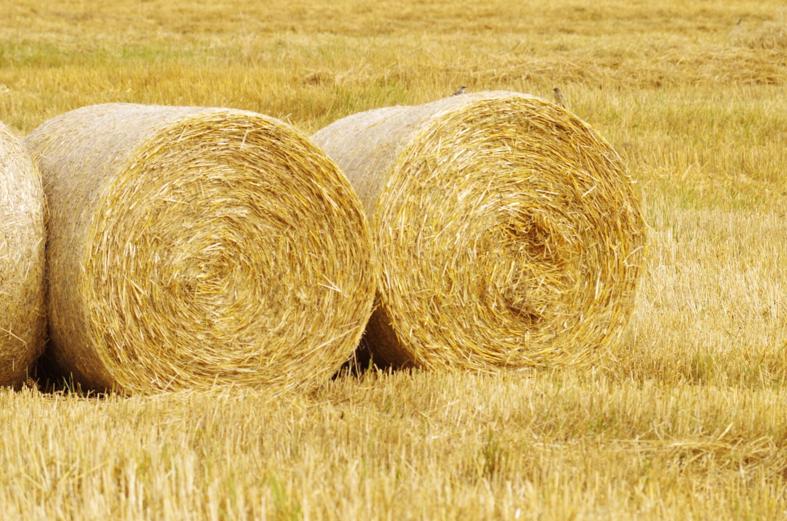 Pentax K-500 sample photo. Hay, straw, disc photography