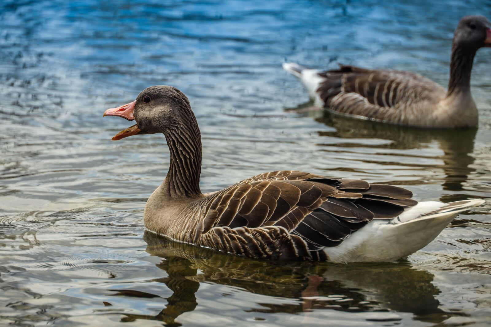 Canon RF 24-240mm F4-6.3 IS USM sample photo. Duck, bird, animal photography