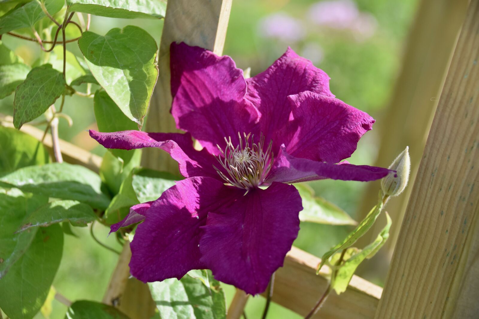 Nikon D5600 sample photo. Flower, flower of clematis photography