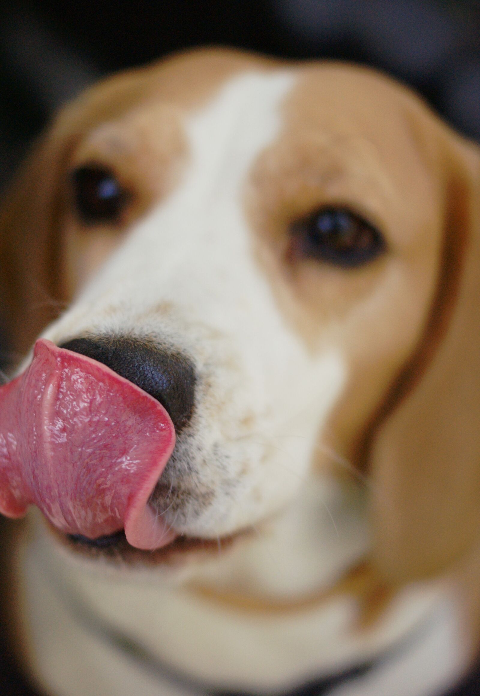 Sony Alpha DSLR-A390 sample photo. Language, dog, doggy photography