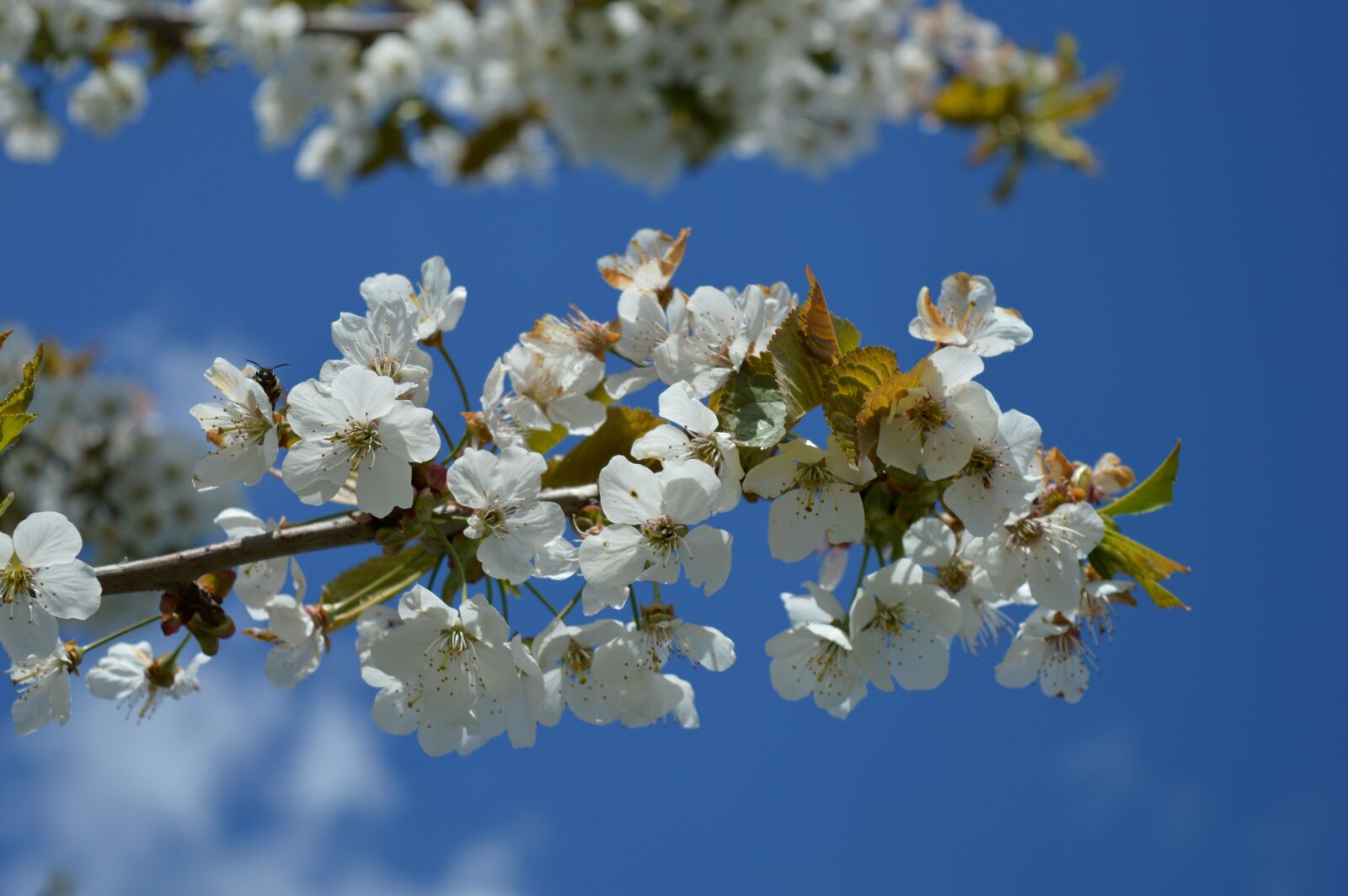 Nikon D3200 sample photo. Cherry blossom, fruit tree photography