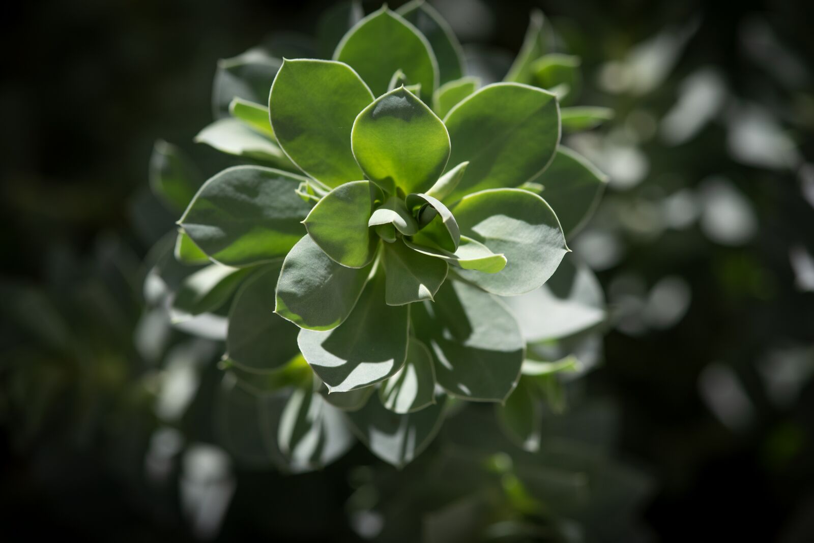 Nikon D750 sample photo. Plant, garden, green photography
