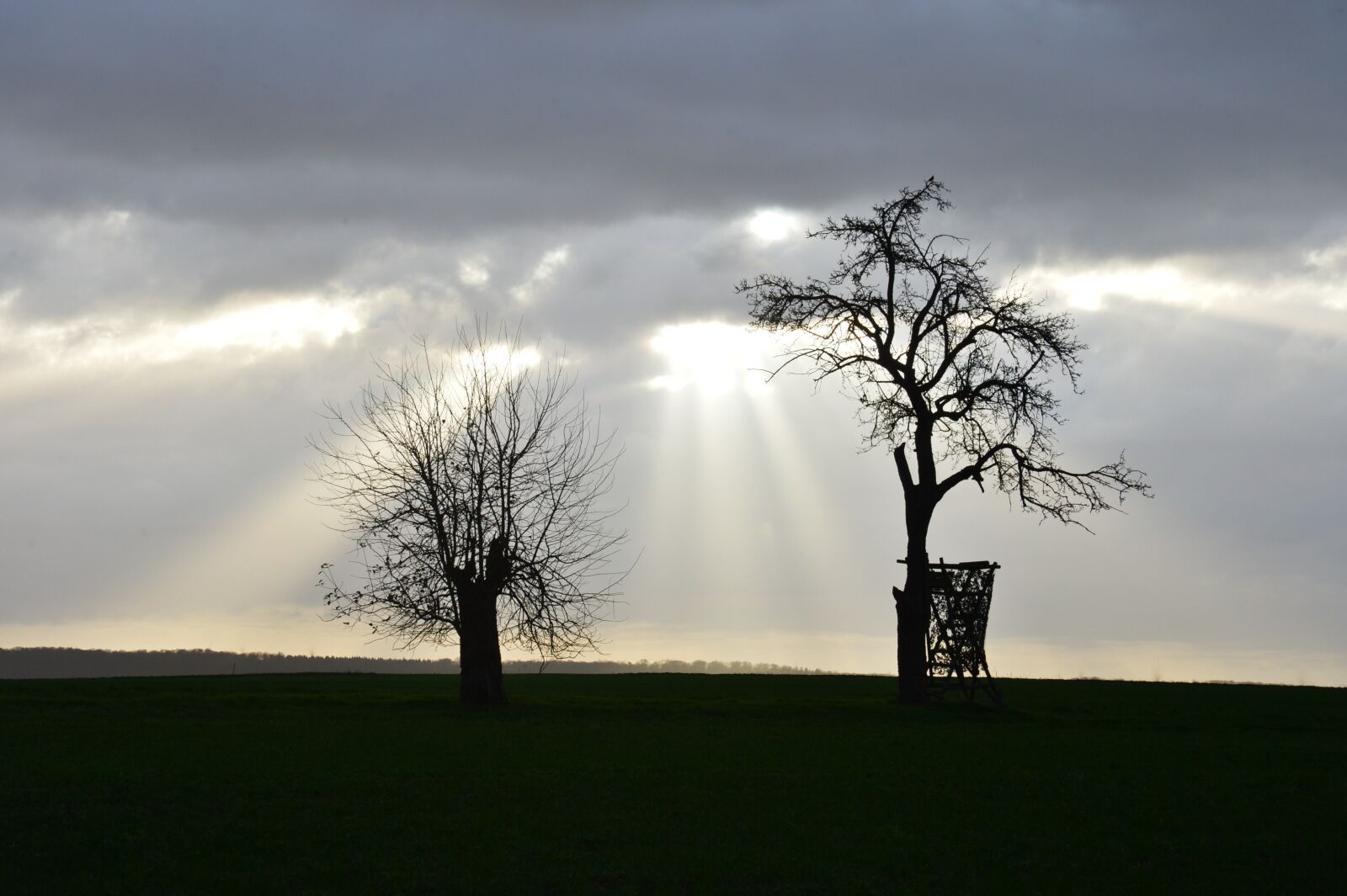 Nikon D4 sample photo. Sky, trees, winter photography