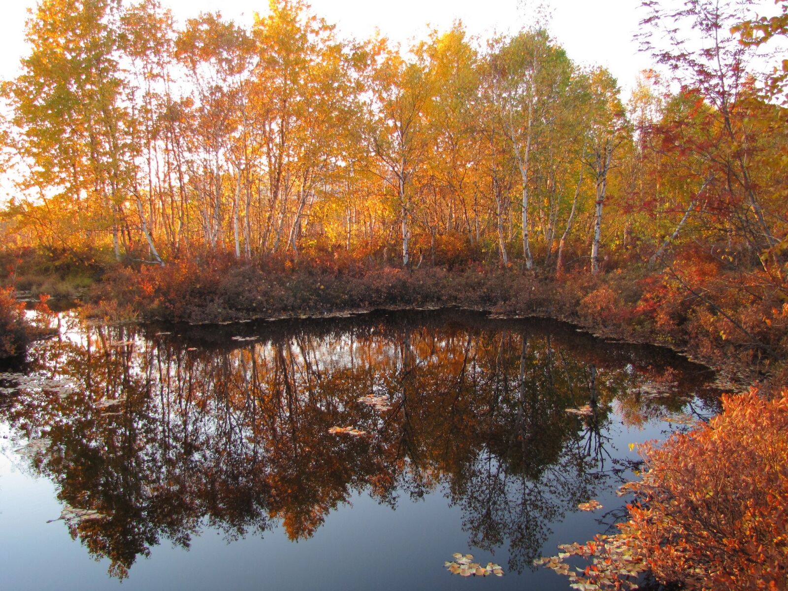 Canon PowerShot SX1 IS sample photo. Autumn, forest, lake photography