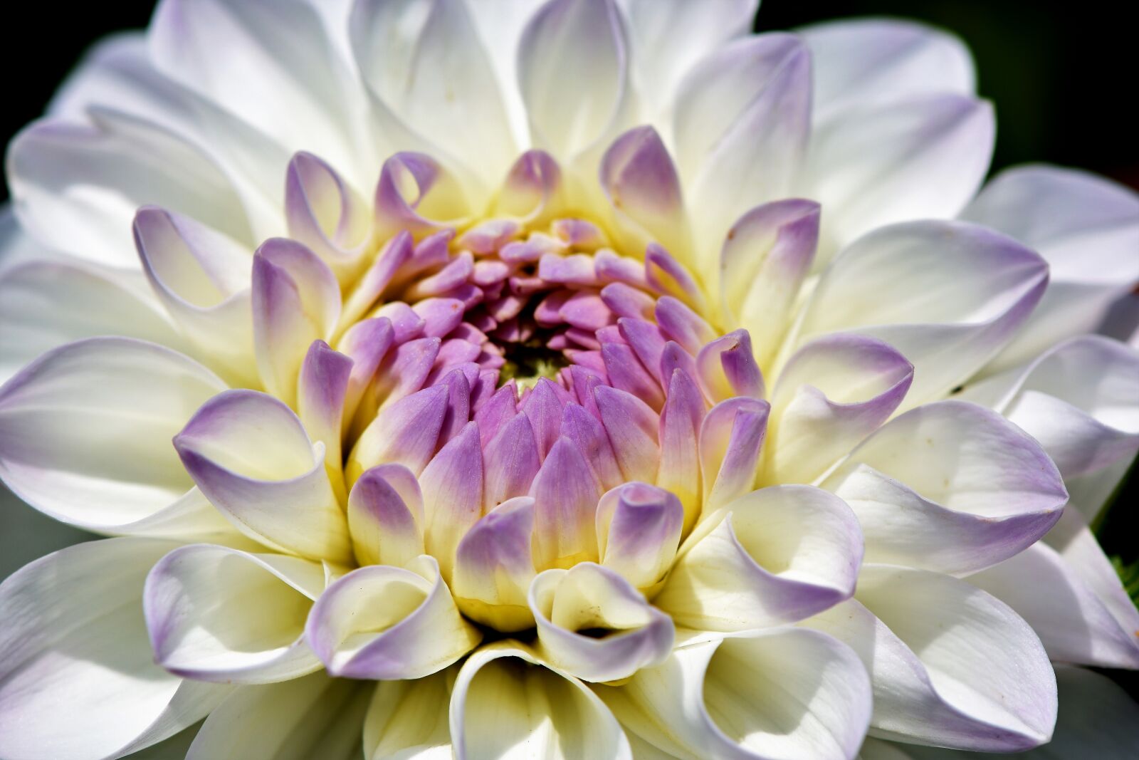 Nikon D7200 sample photo. Dahlia, dahlias bud, flower photography