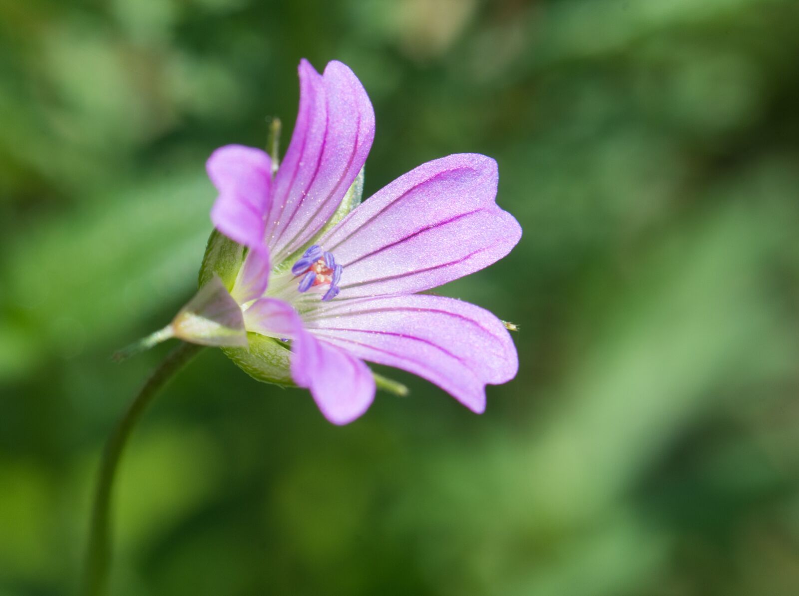 Nikon D7100 sample photo. Flower, spring, nature photography
