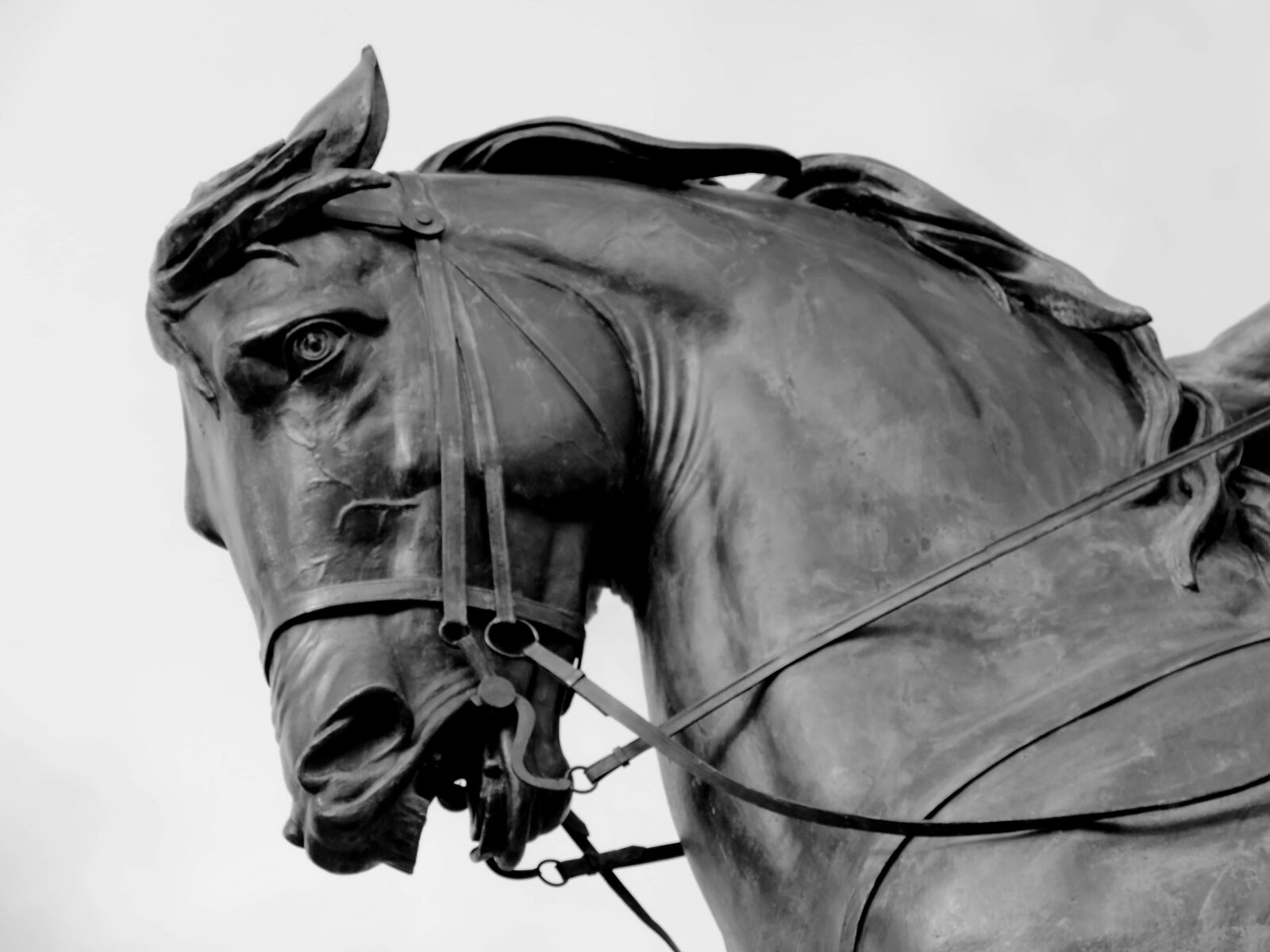 Nikon Coolpix P520 sample photo. Black and white, bronze photography