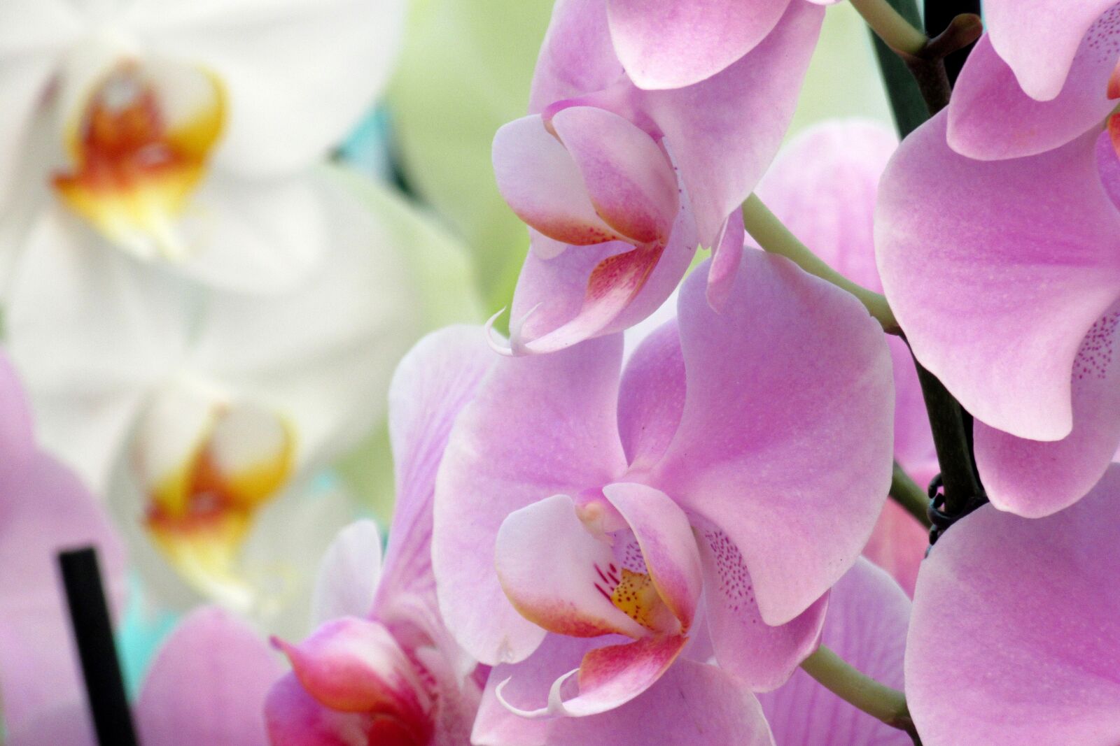 Canon PowerShot SX610 HS sample photo. Orchid, flower, close up photography