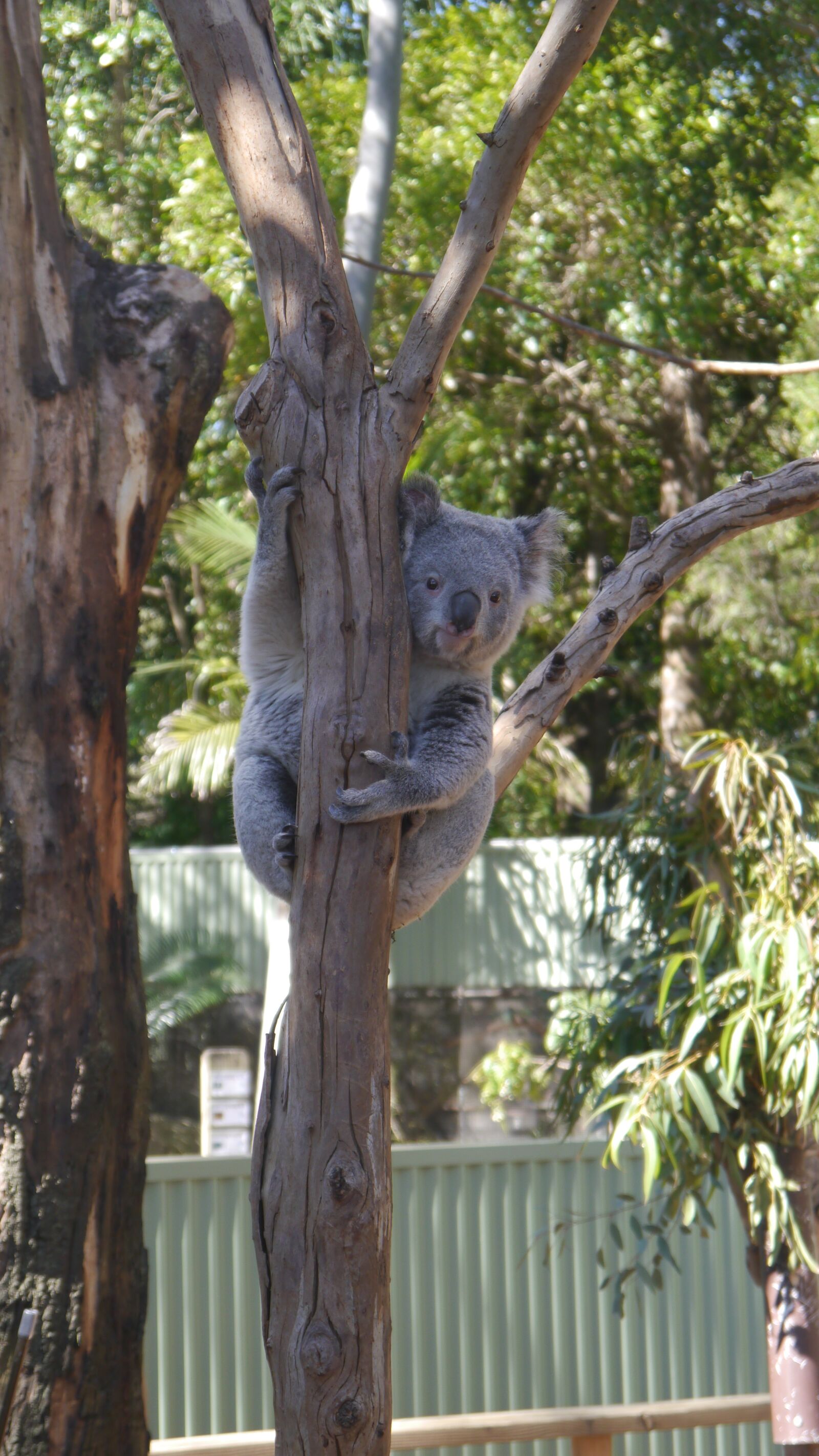 Panasonic Lumix DMC-G5 sample photo. Wildlife, koala, australia photography