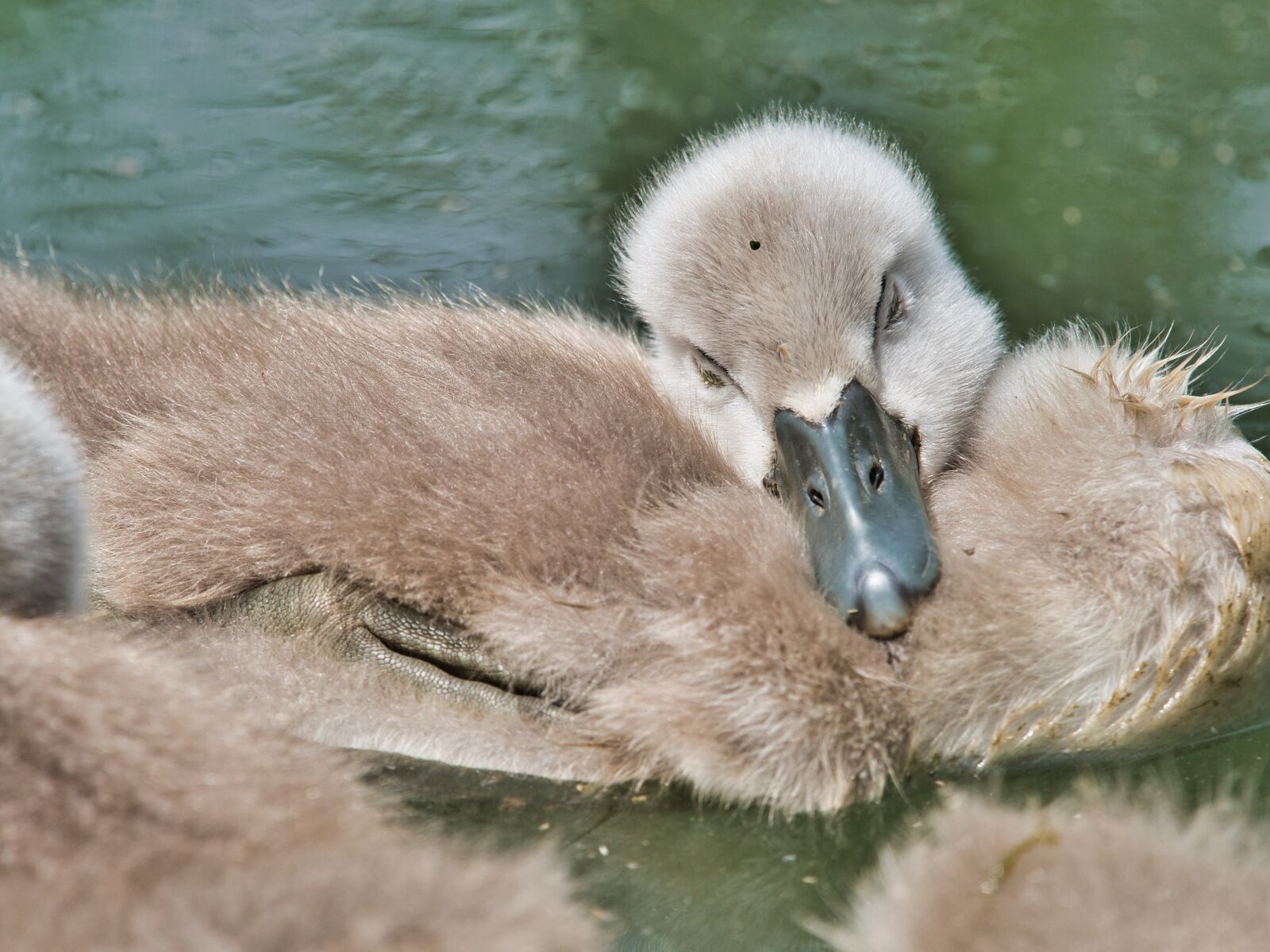 Panasonic Lumix DC-G9 sample photo. Tired, swan, baby photography