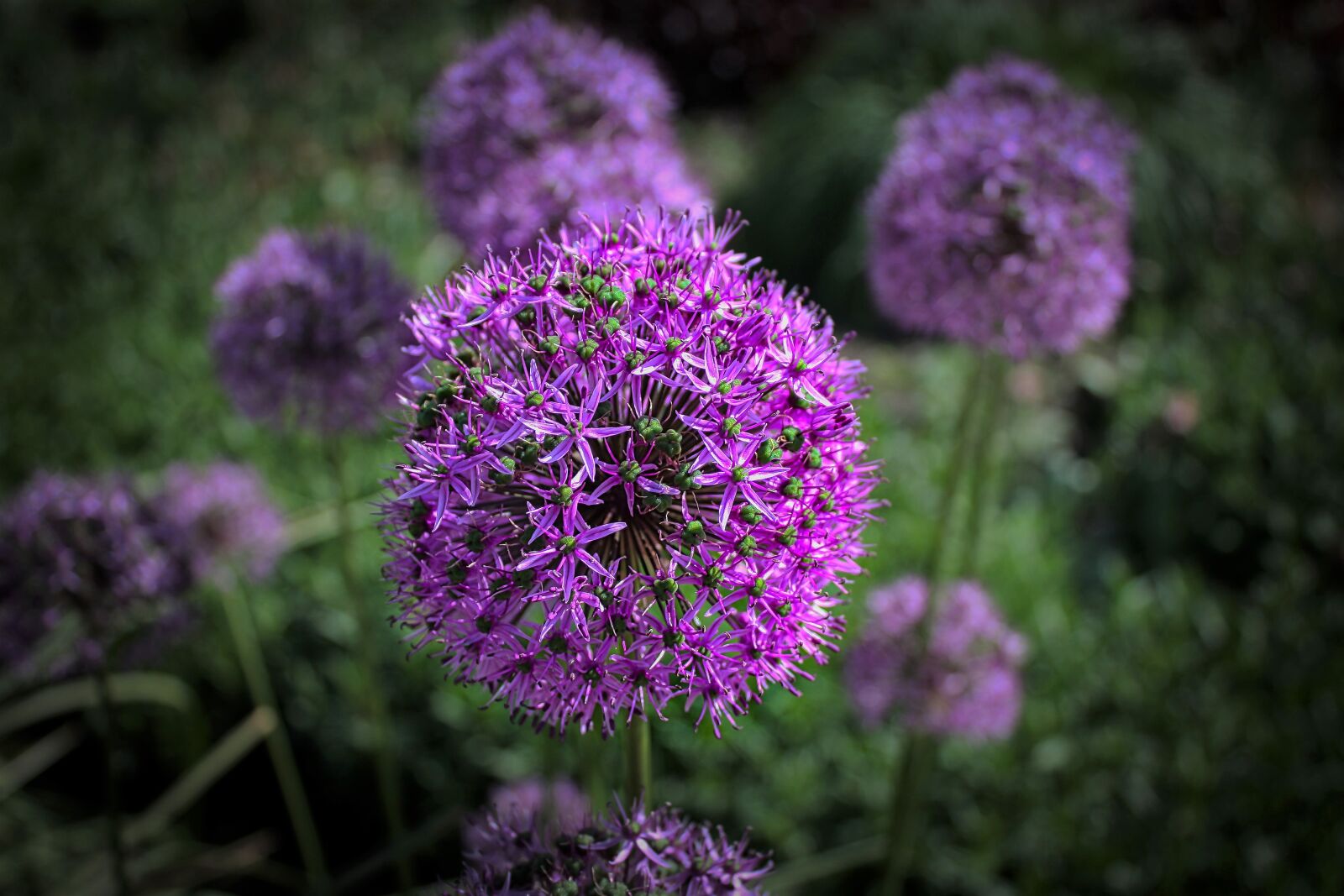 Canon EOS 450D (EOS Rebel XSi / EOS Kiss X2) sample photo. Plant, flower, umbel photography