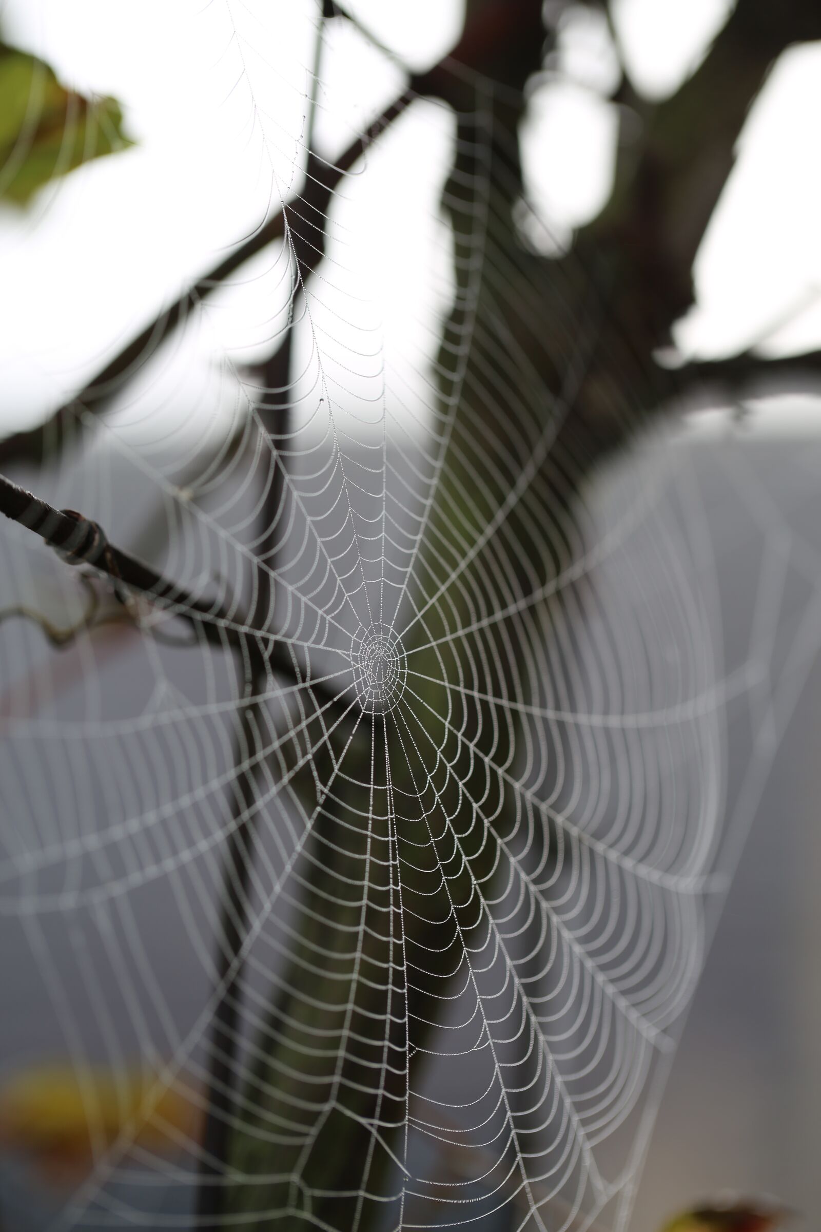 Canon EF 100mm F2.8L Macro IS USM sample photo. Cobweb, spider webs, nature photography