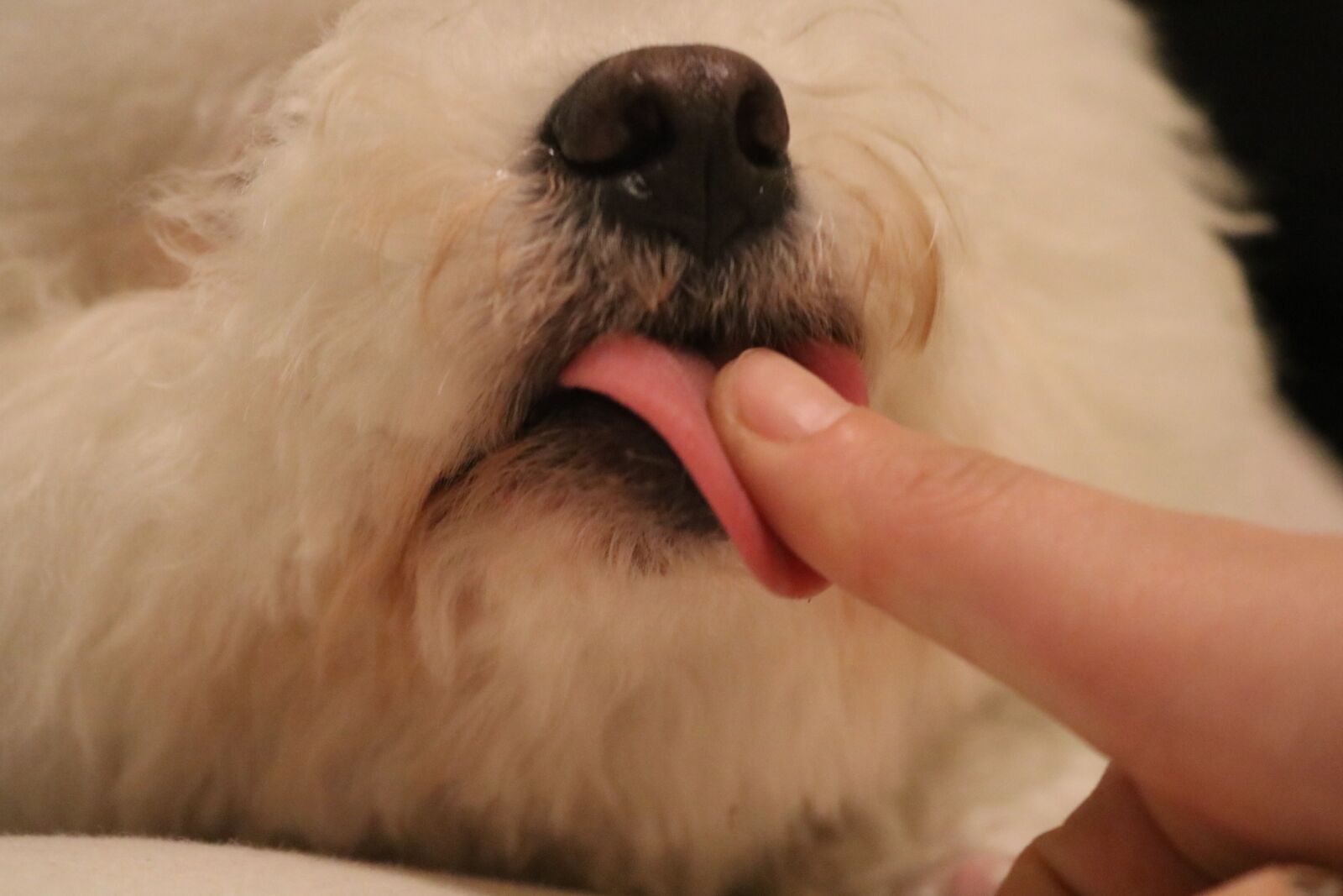 Canon EOS 750D (EOS Rebel T6i / EOS Kiss X8i) sample photo. Dog, white, puppy photography