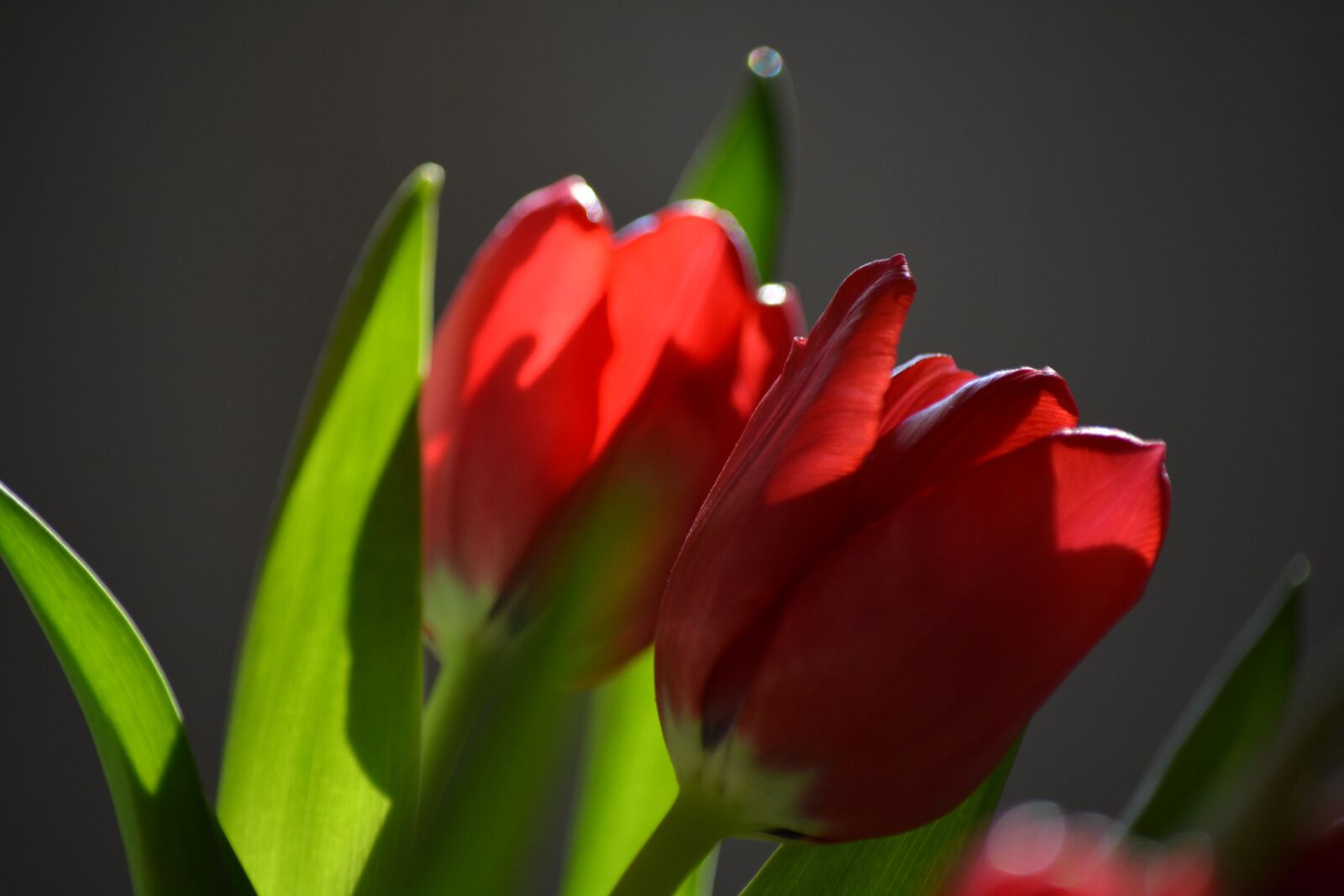 Nikon D7100 sample photo. Tulip, nature, flower photography