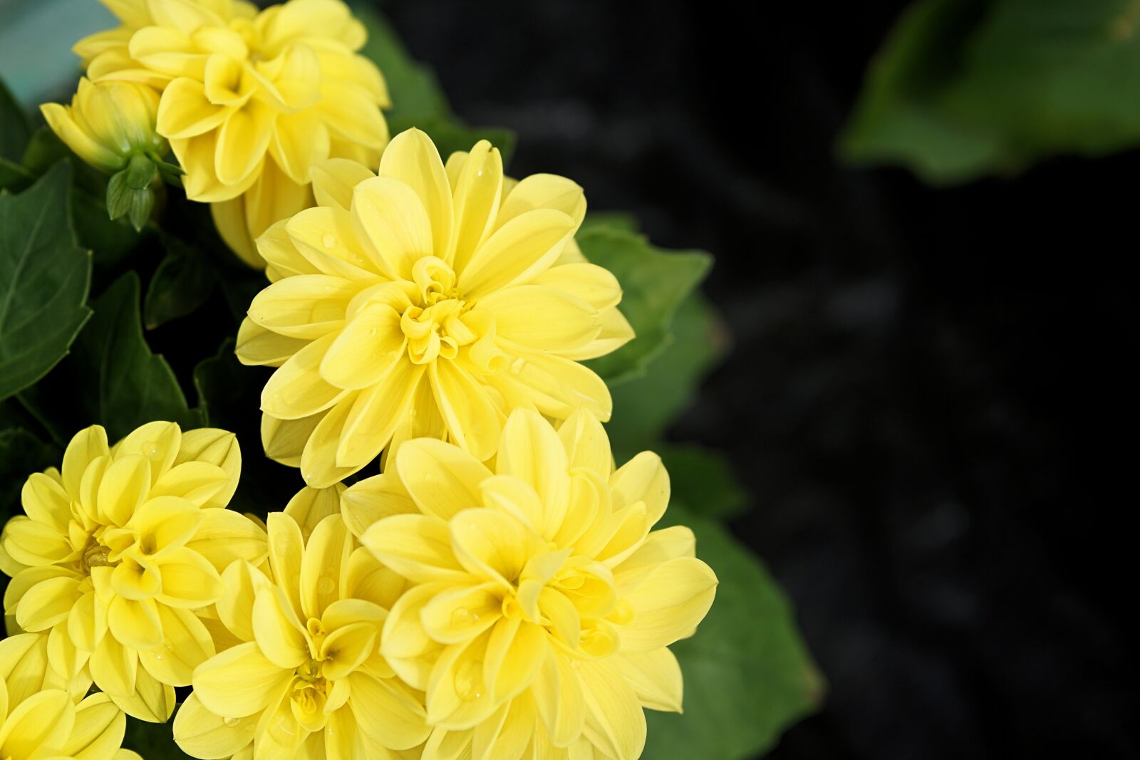 Sony a6000 + E 60mm F2.8 sample photo. Flower, blossom, bloom photography