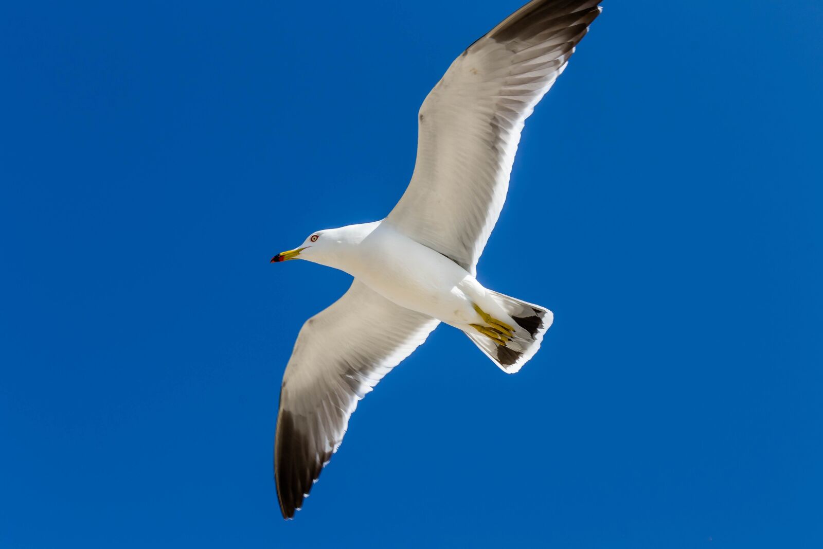 Nikon D3100 sample photo. Seagull, new, sea photography