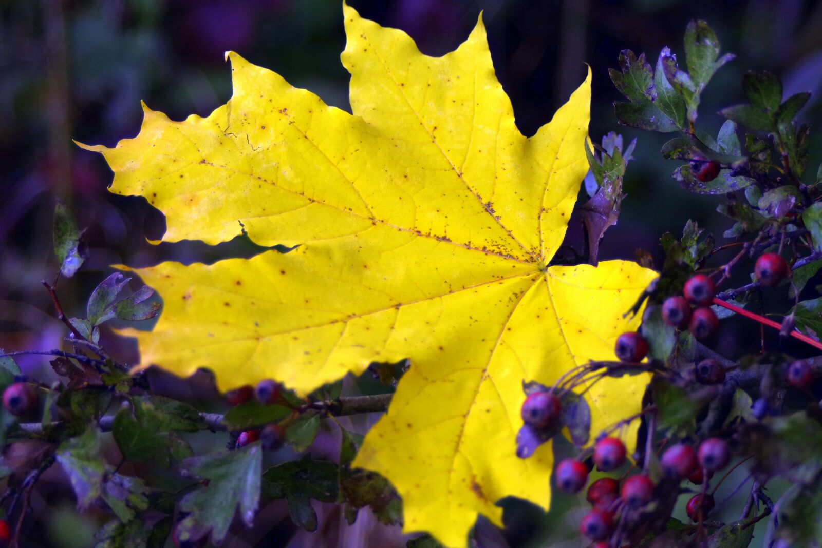 Pentax K-S2 sample photo. Clone, leaf, yellow photography