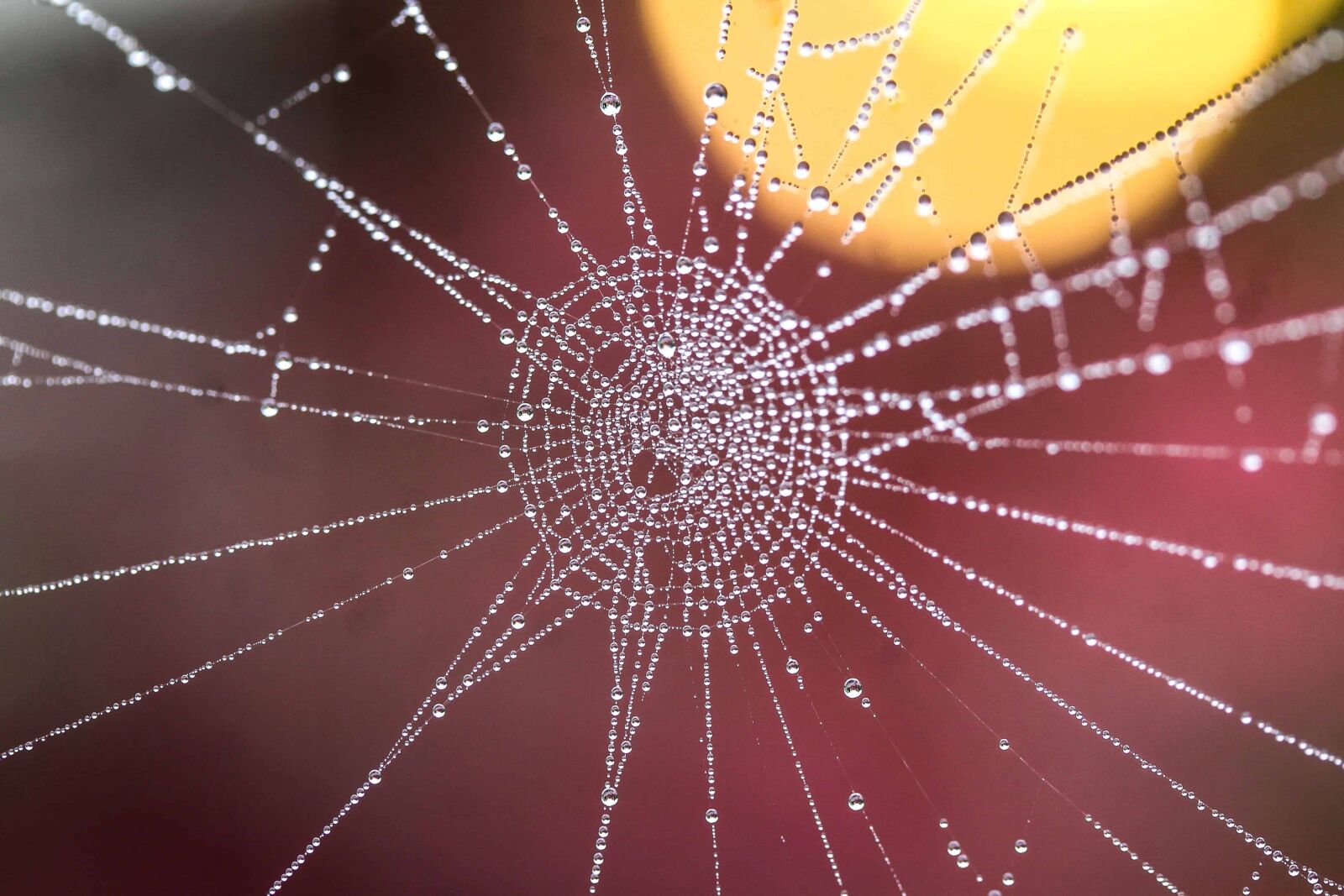 Canon EOS 1100D (EOS Rebel T3 / EOS Kiss X50) sample photo. Dew, trap, moisture, macro photography