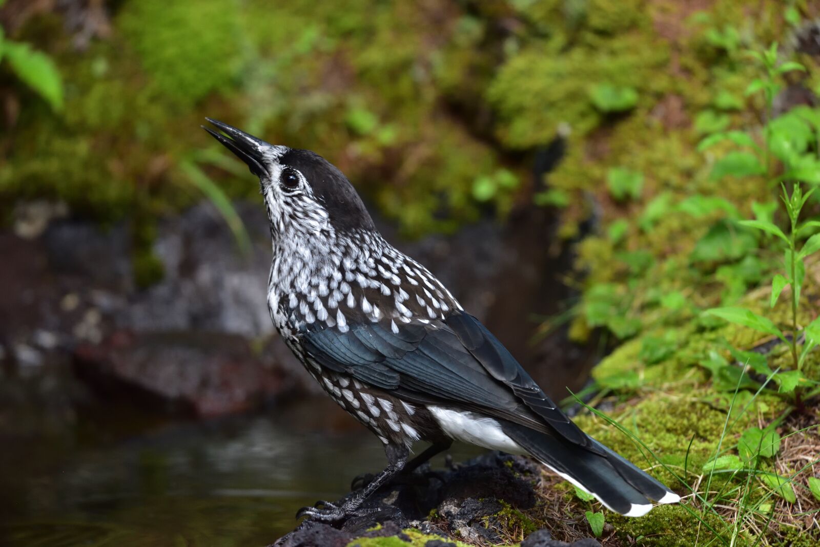Nikon D810 sample photo. Bird, wild animals, natural photography
