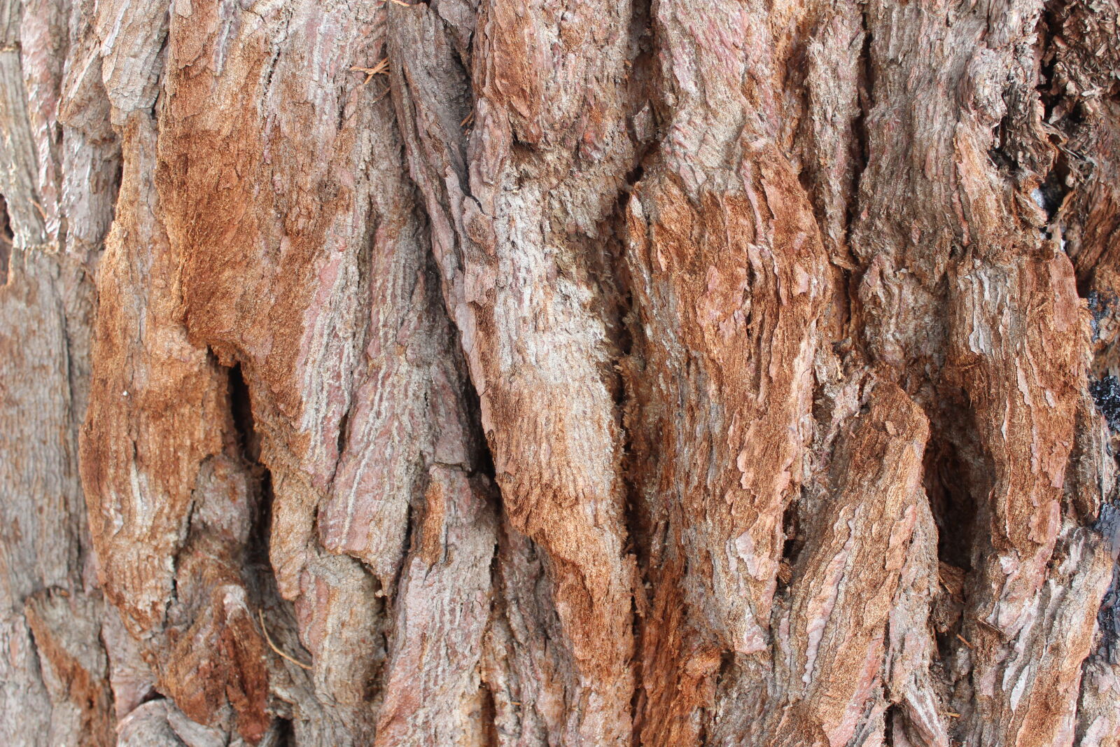 Canon EOS 600D (Rebel EOS T3i / EOS Kiss X5) sample photo. Texture, tree photography