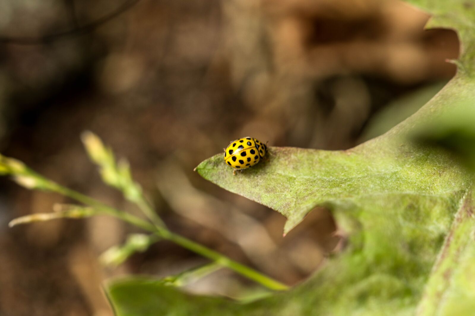 Canon EOS 7D Mark II sample photo. Bug, insect, leaf photography