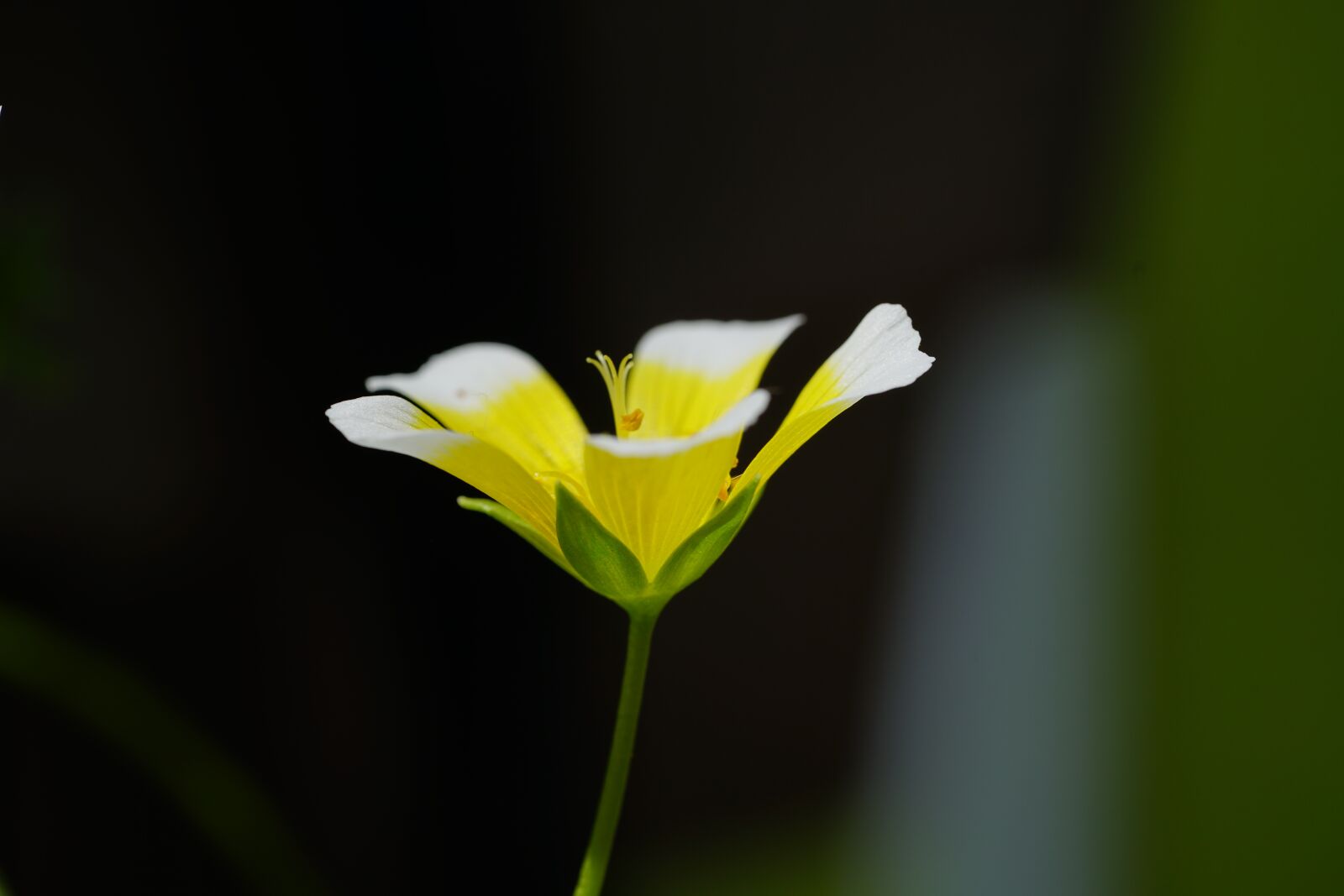 Sony a7R II + Sony FE 90mm F2.8 Macro G OSS sample photo. Flower, blossom, bloom photography