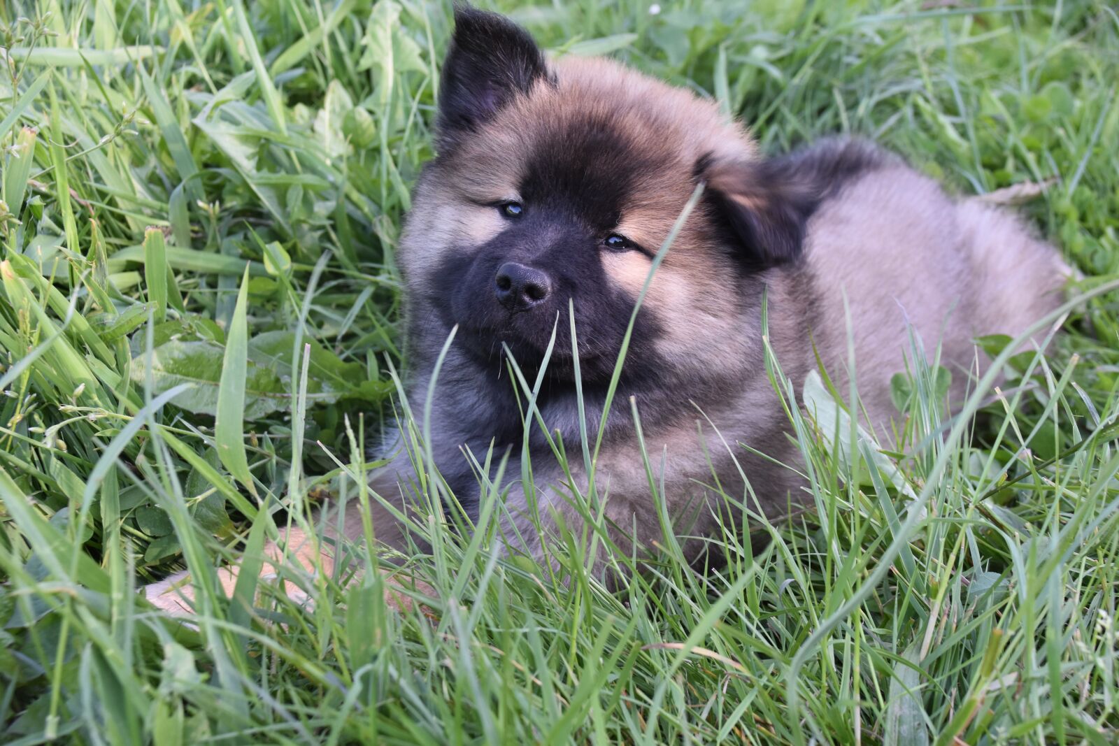 Nikon D5600 sample photo. Dog, puppy, pup photography